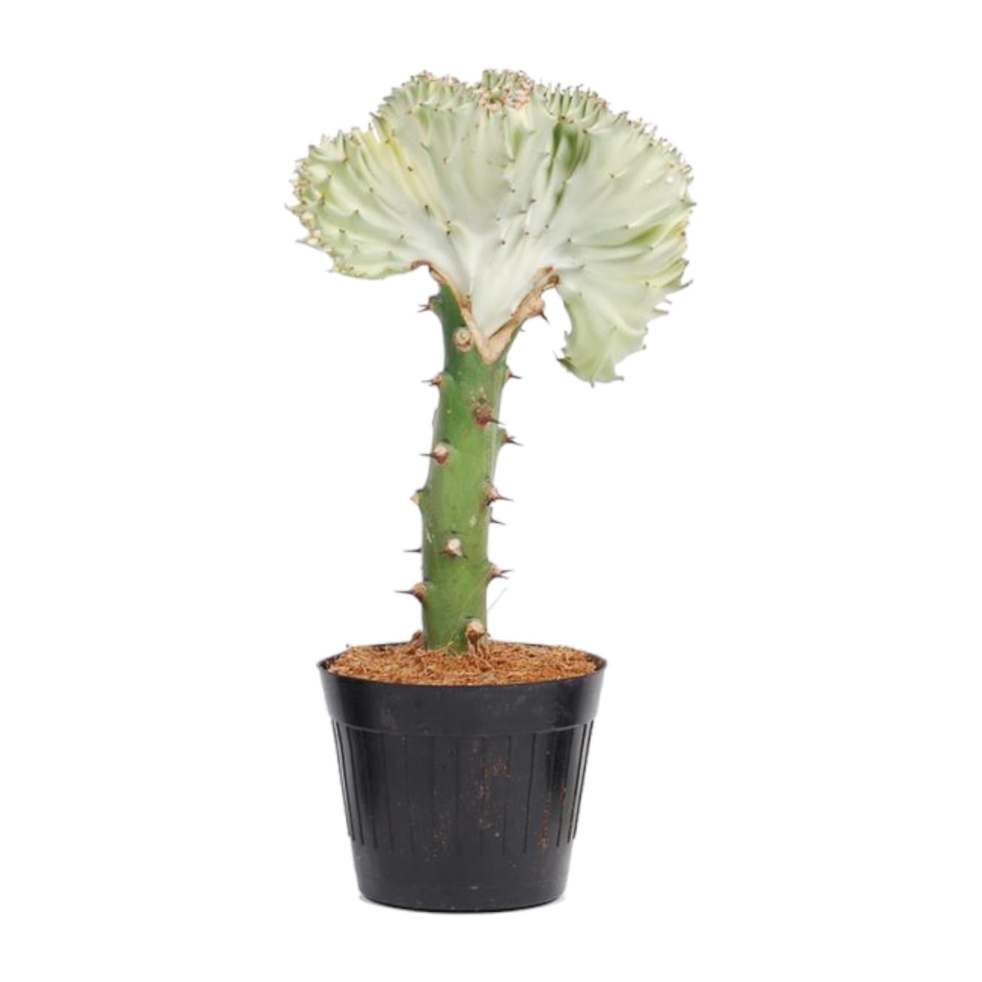 Korallenwolfsmilch - Euphorbia lactea Cristata weiß - 30 cm - ø10,5