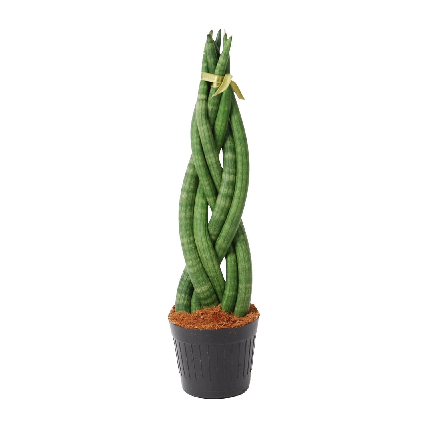 Geflochtener Bogenhanf - Sansevieria cylindrica 'Twist' - 40 cm - ø10,5