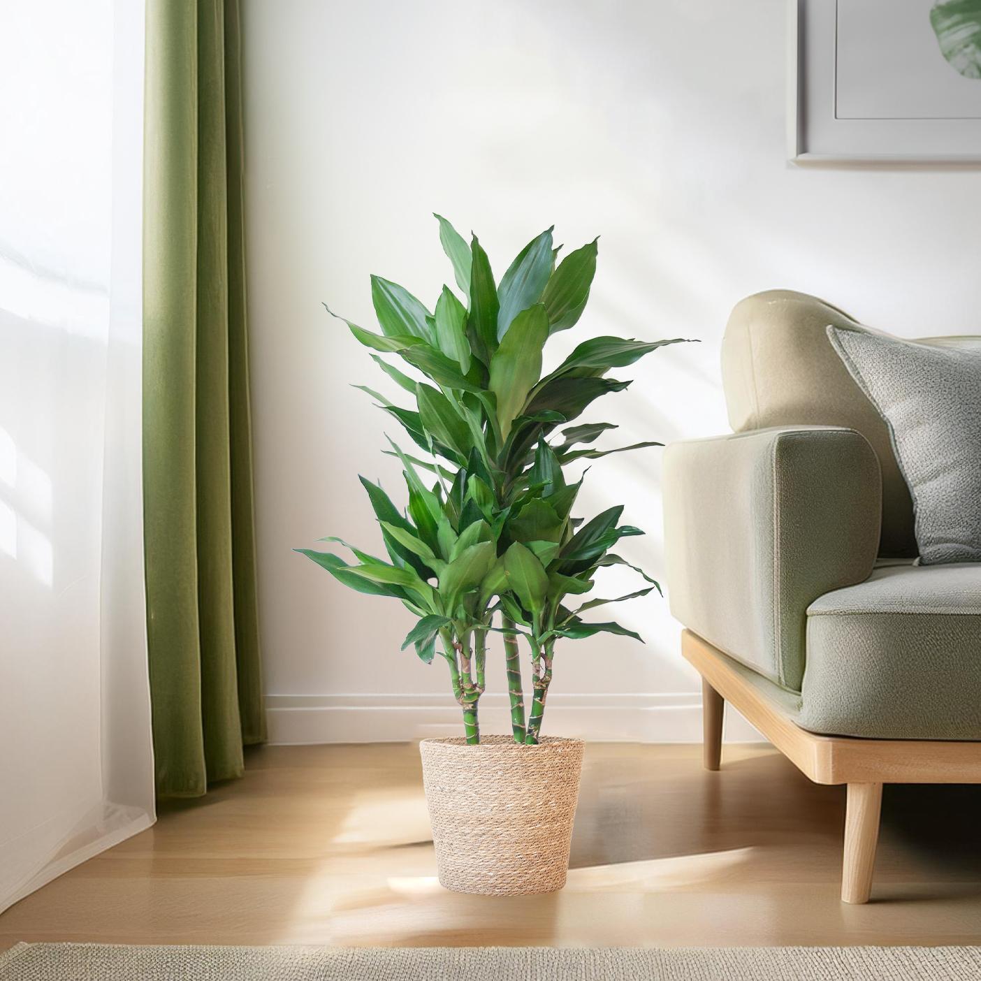 Drachenbaum - Dracaena Janet Lindt mit Korb Sofia natur - 95cm - Ø21
