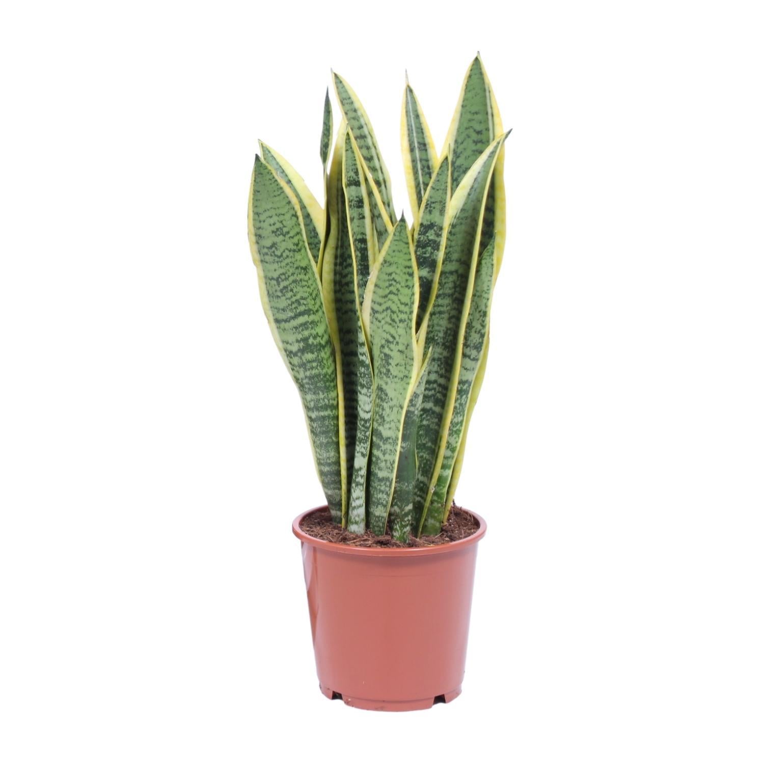 Bogenhanf - Sansevieria Trifasciata Laurentii Ø14cm - ↕40cm
