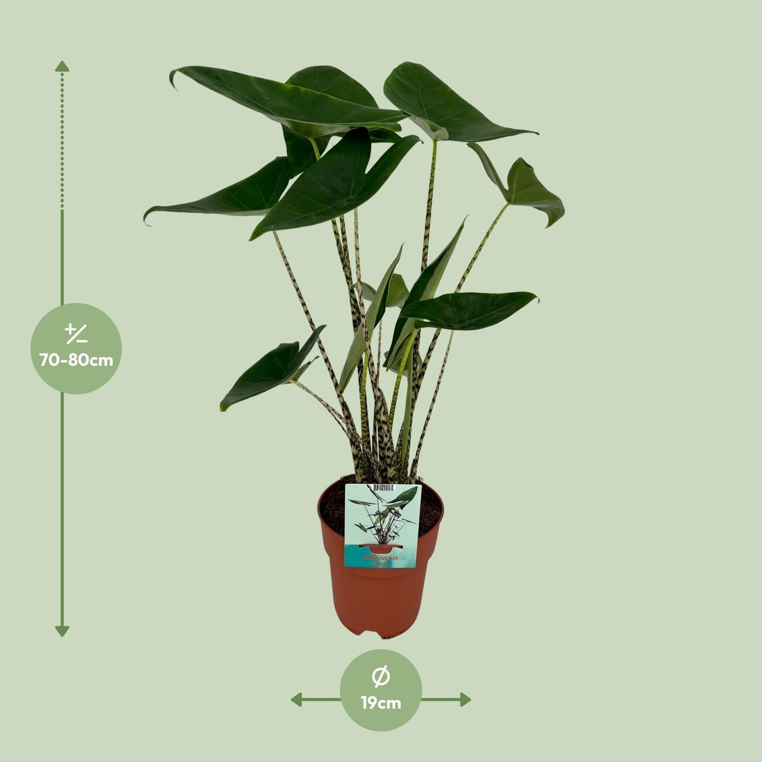 Tigerpfeilblatt - Alocasia Zebrina Ø19cm - ↕75cm