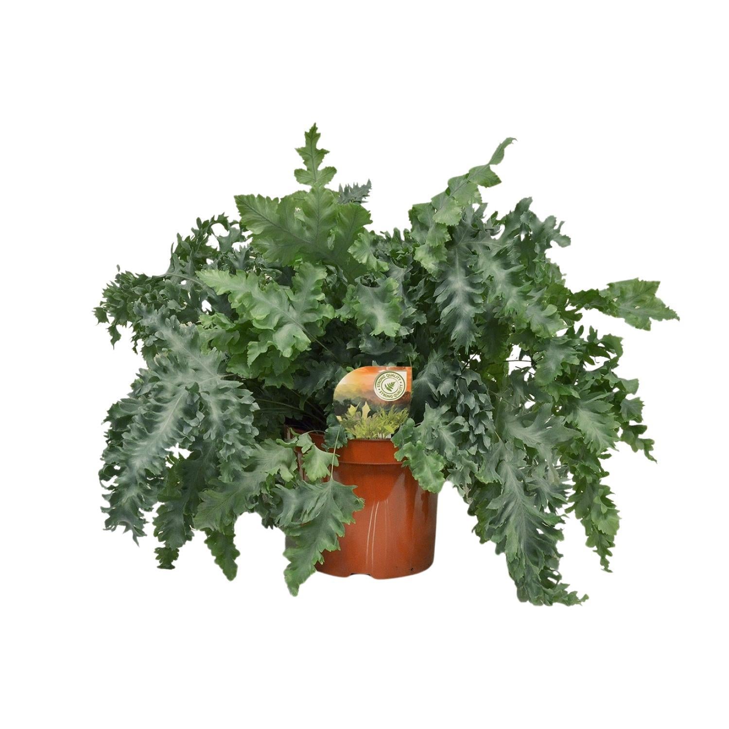 Blauer Farn - Phlebodium Davana - Ø26cm - ↕60cm