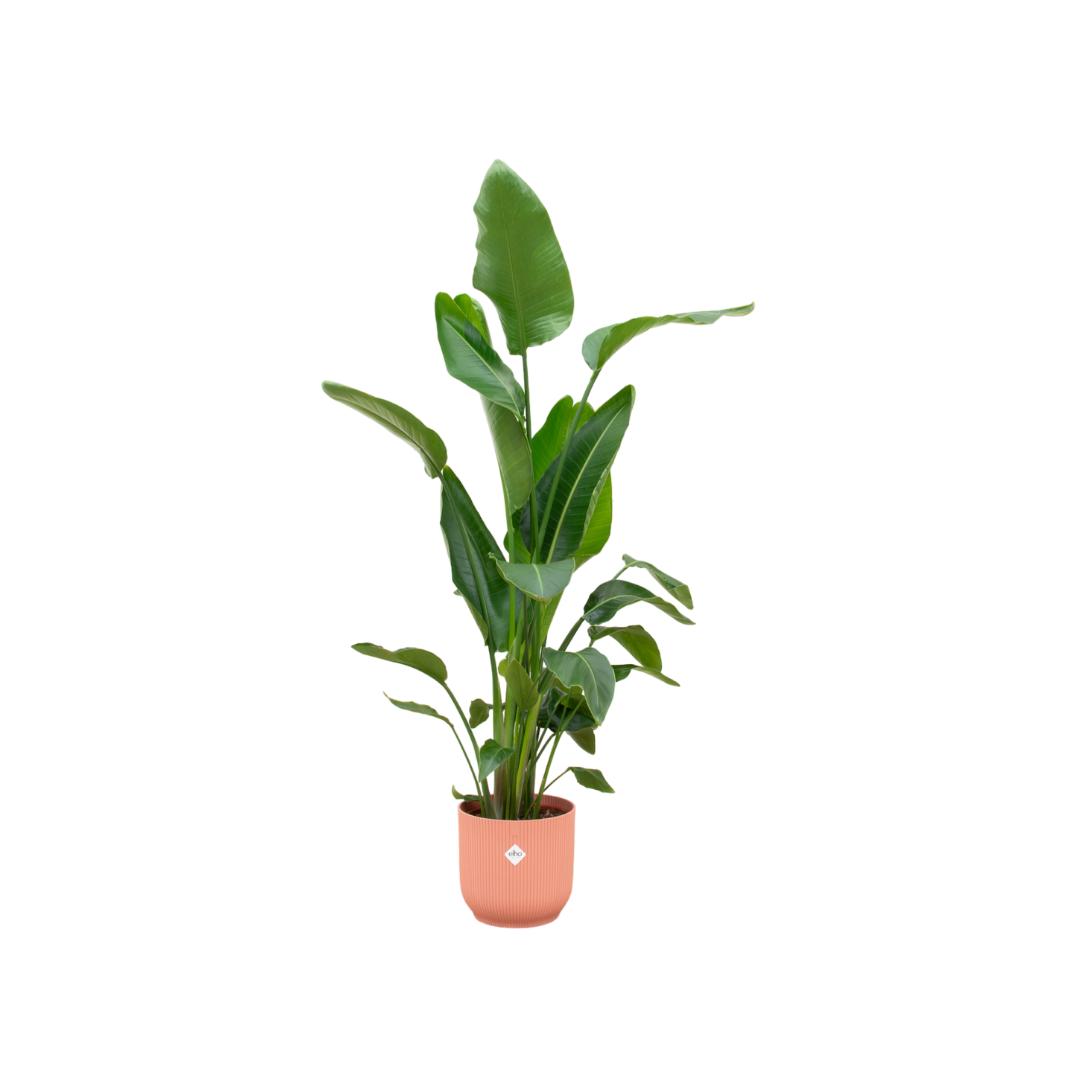 Paradiesvogelblume