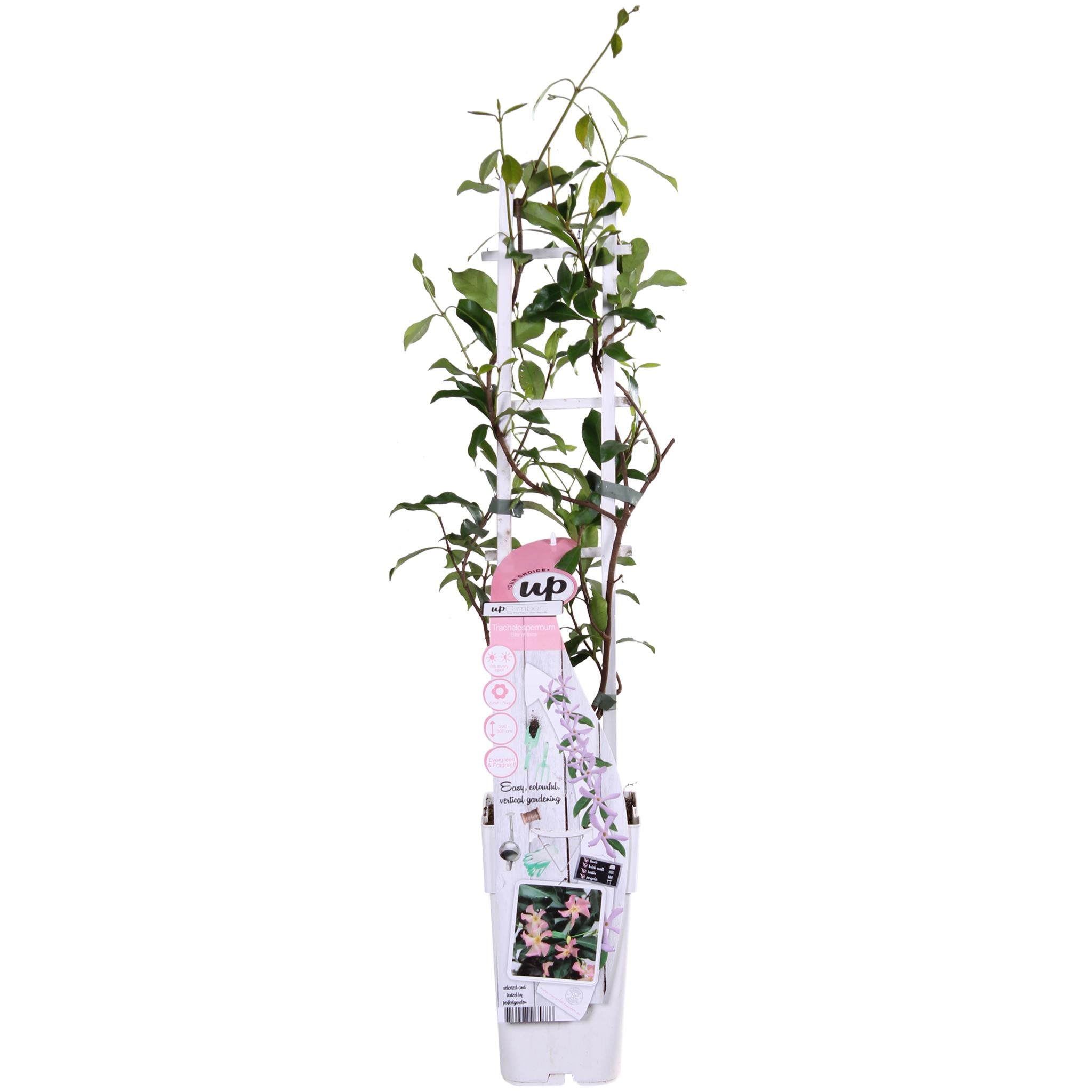 Sternjasmin - Trachelospermum 'Star of Ibiza' - Ø15cm - ↕65cm