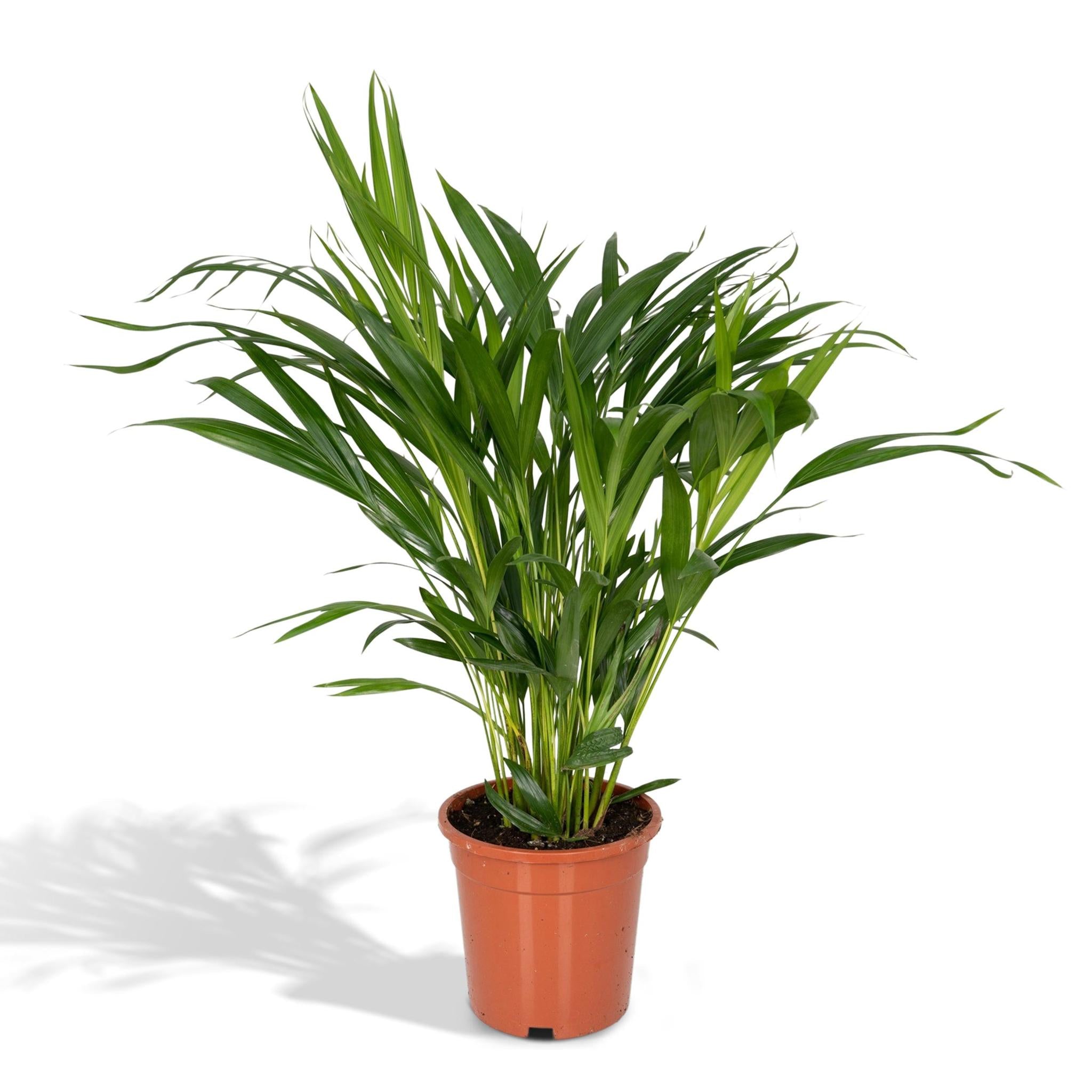 Arecapalme Dypsis Lutescens - Ø17 - ↨60cm