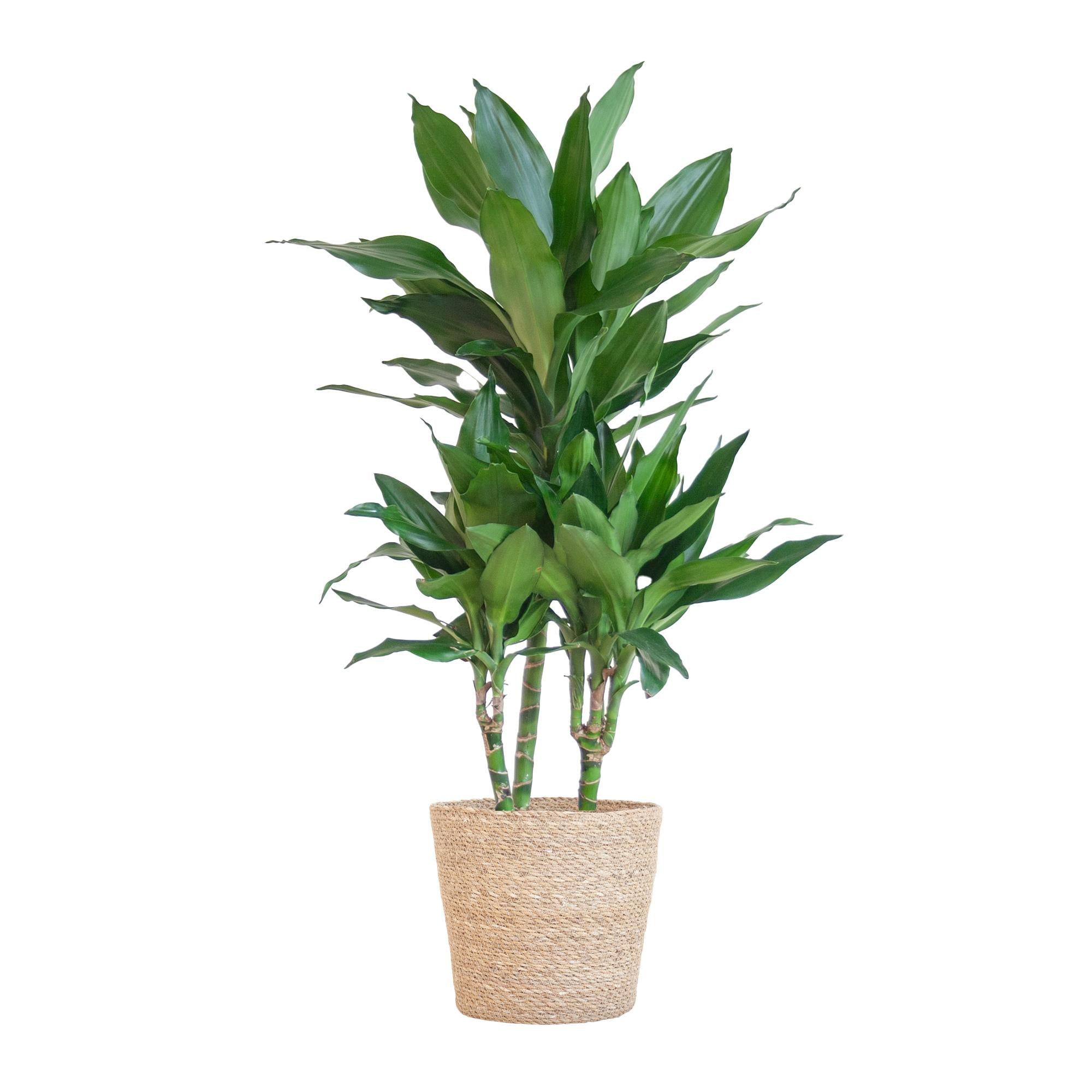 Drachenbaum - Dracaena Janet Lindt mit Korb Sofia natur - 95cm - Ø21