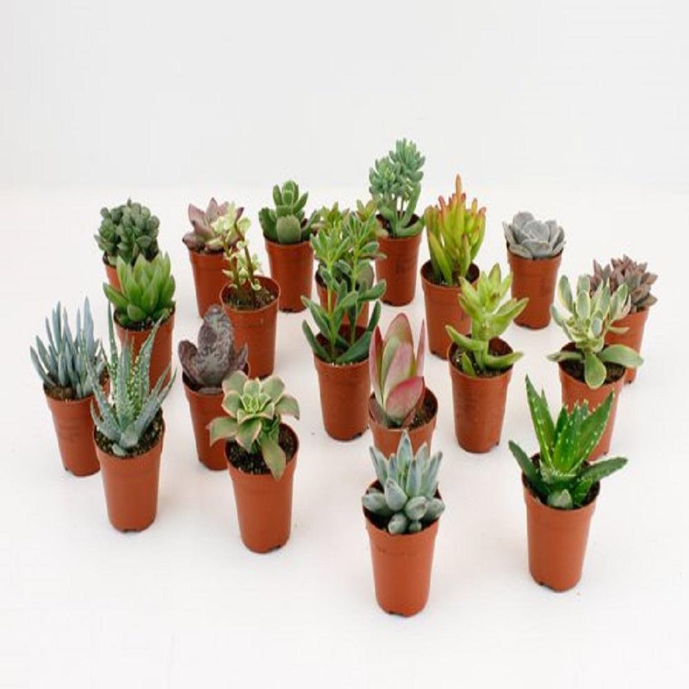 Sukkulenten Mix - Crassula, Aloe, Sedum, Echeveria u. Kaktus - Topfgröße 5,5 cm 20 Stück