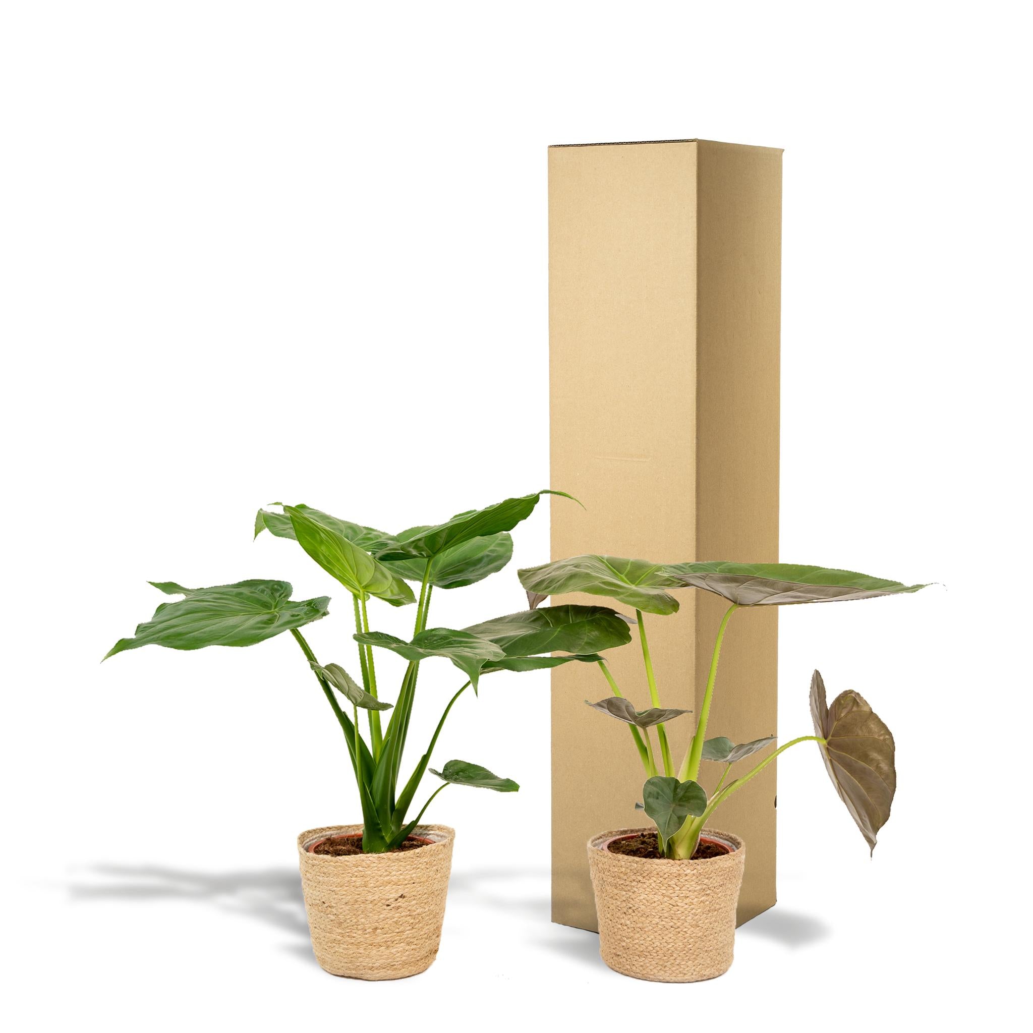 Elefantenohr Mix - Alocasia Cucullata - Ø19cm - ↕60cm & Alocasia Wentii - Ø19cm - ↕60cm + Korb Selin