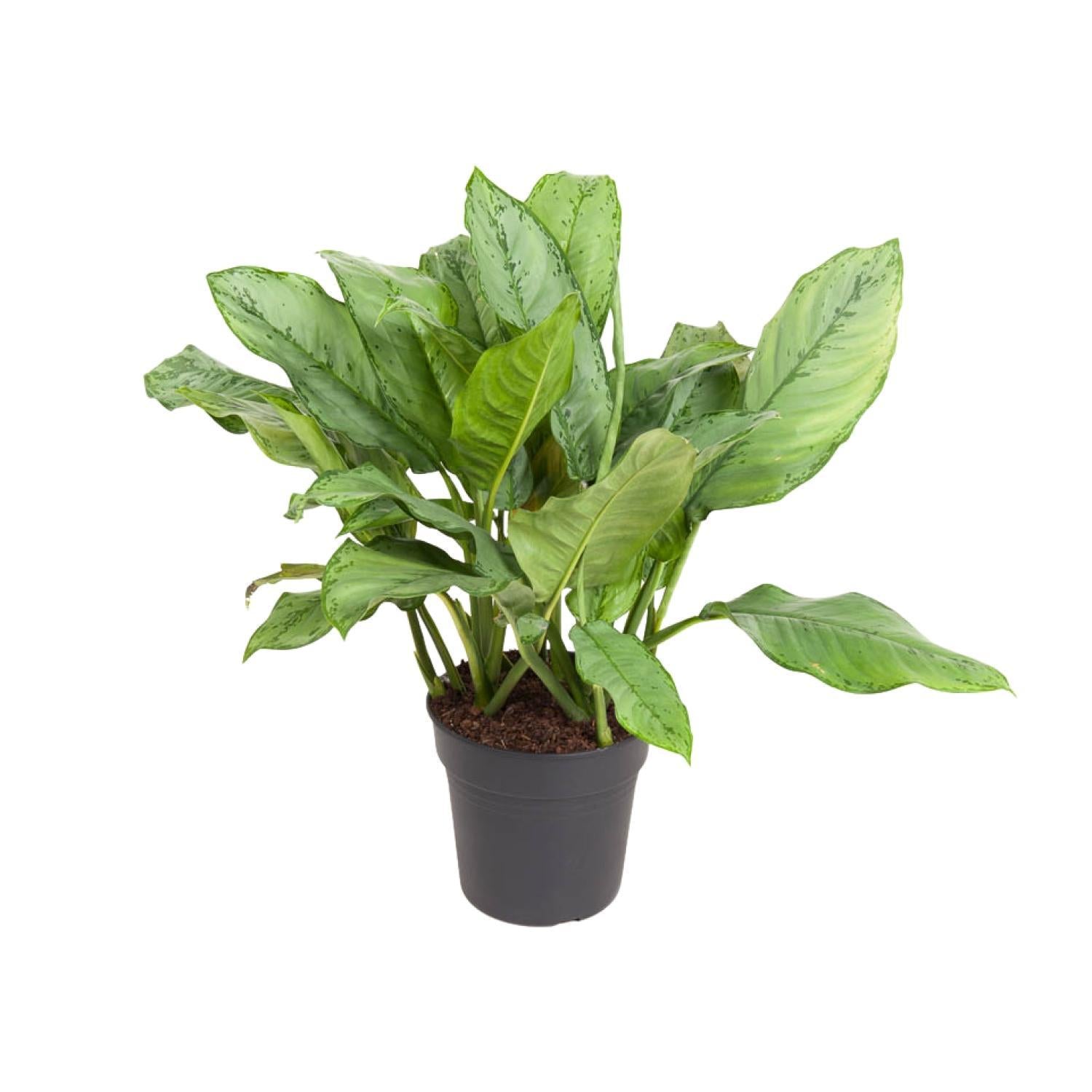 Chinesischer Immergrün - Aglaonema B.J. Freedman - Ø24cm - ↕70cm