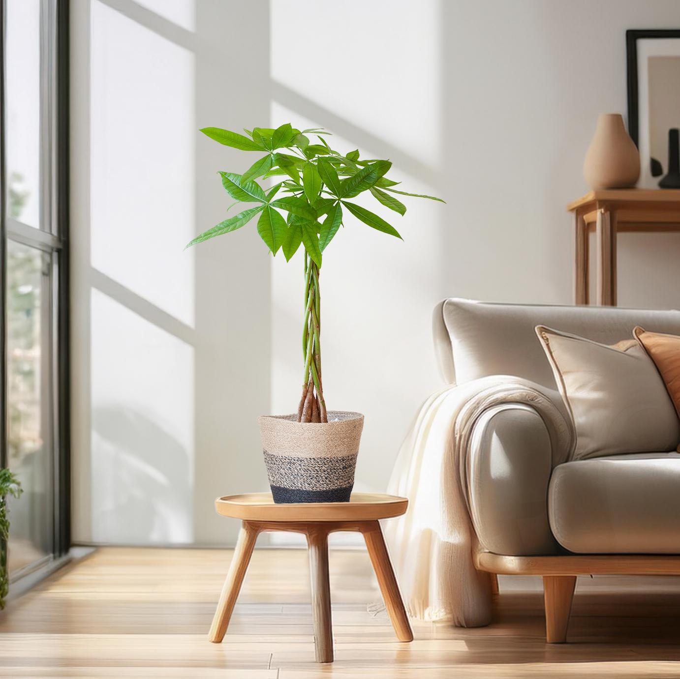 Glückskastanie - Pachira Aquatica mit Korb Lissabon farbig - 80cm - Ø21