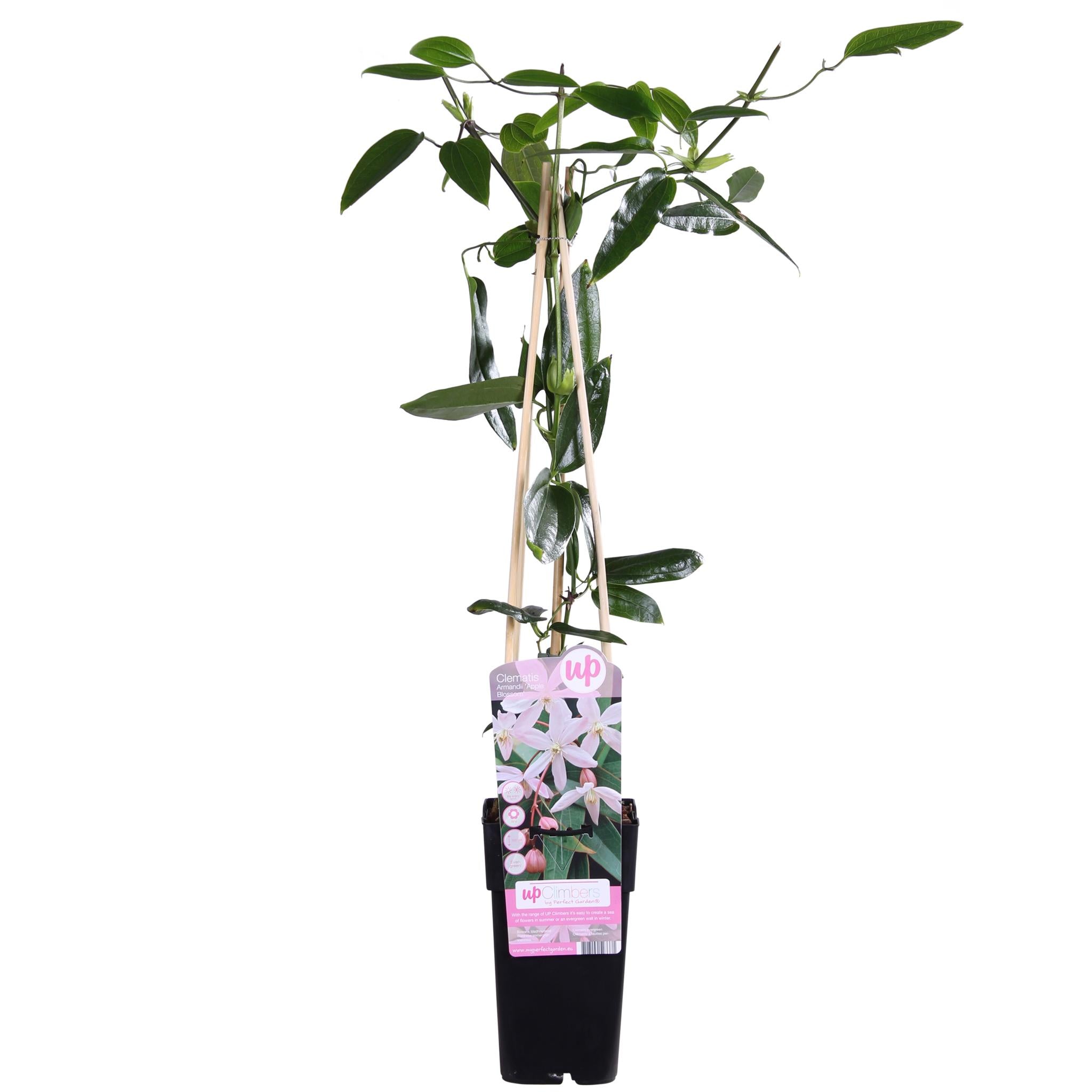 Waldrebe - Clematis armandii Apfelblüte