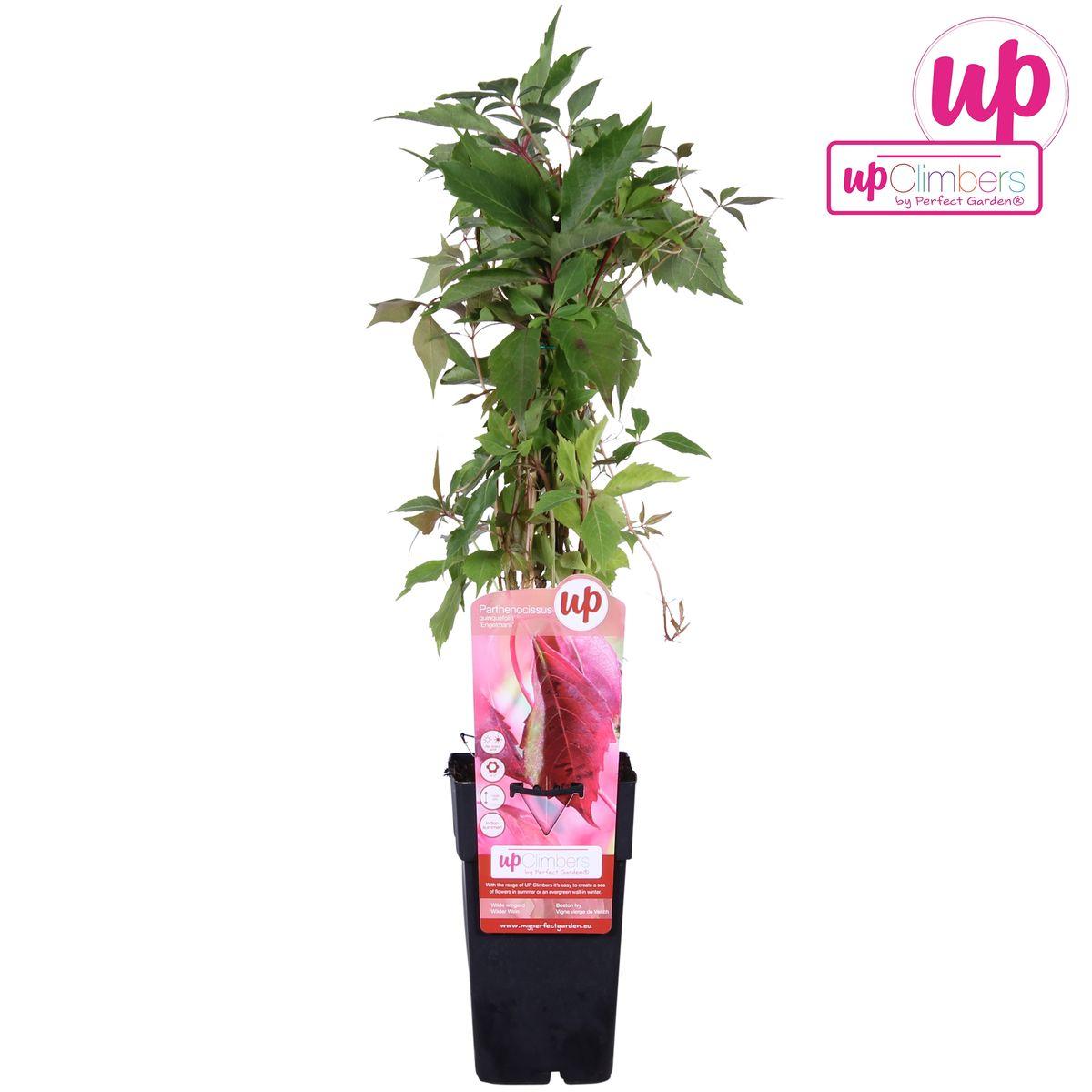 Wilder Wein - Parthenocissus q. var. 'Engelmannii' - ↨65cm - Ø15