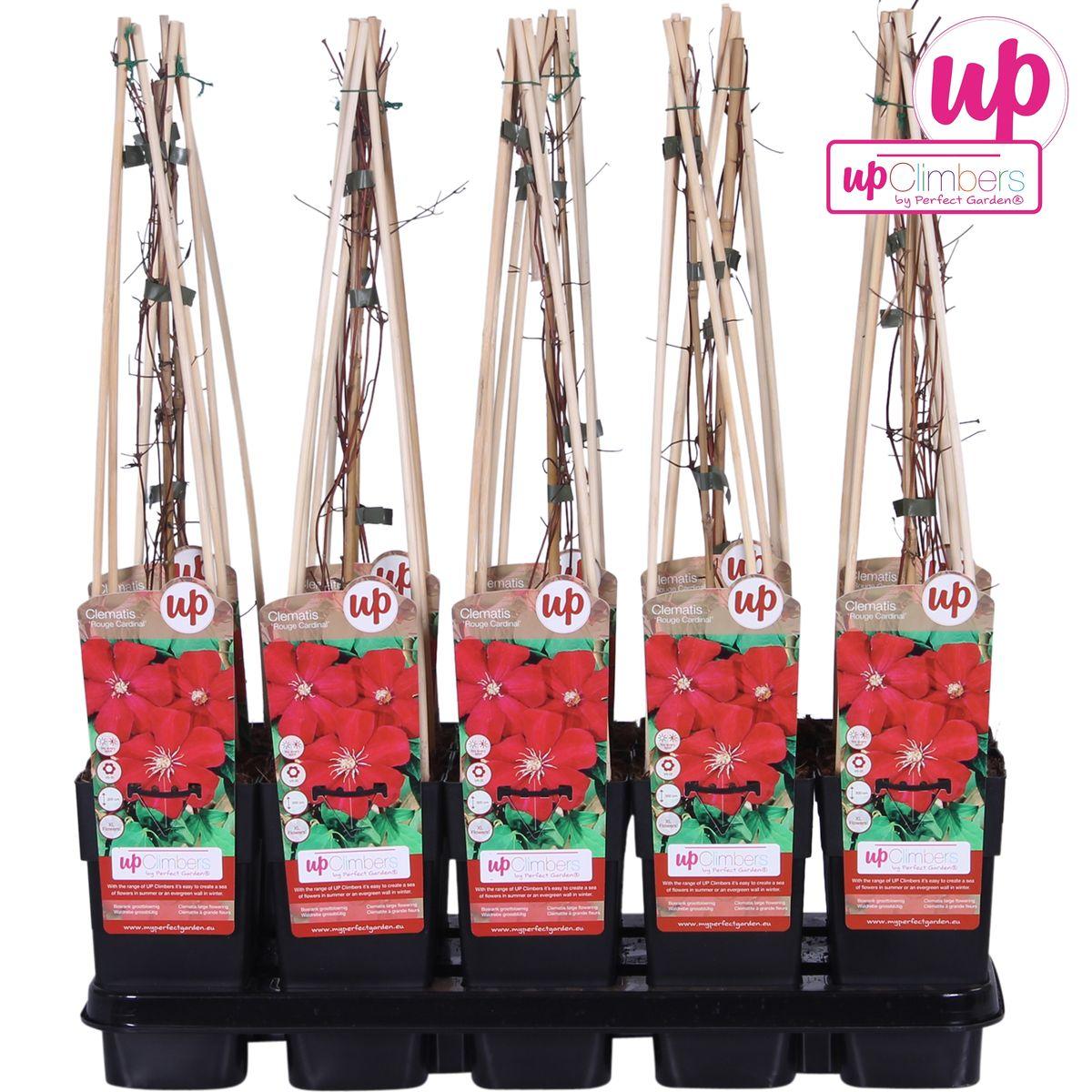 Waldrebe - Clematis Hagley Hybrid - Blüte rot - Ø15cm - ↕65cm