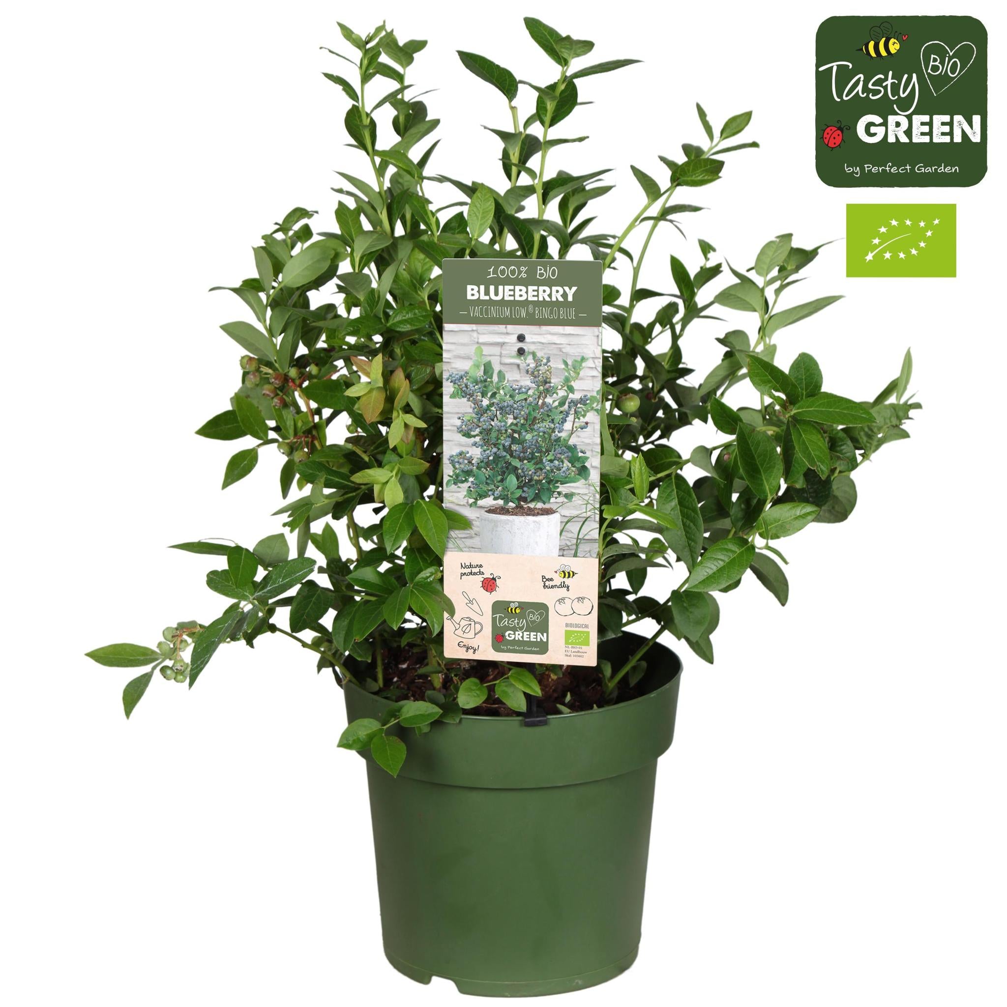 Heidelbeeren - Vaccinium Bluecrop - Ø12cm - ↕30cm 2 Stück