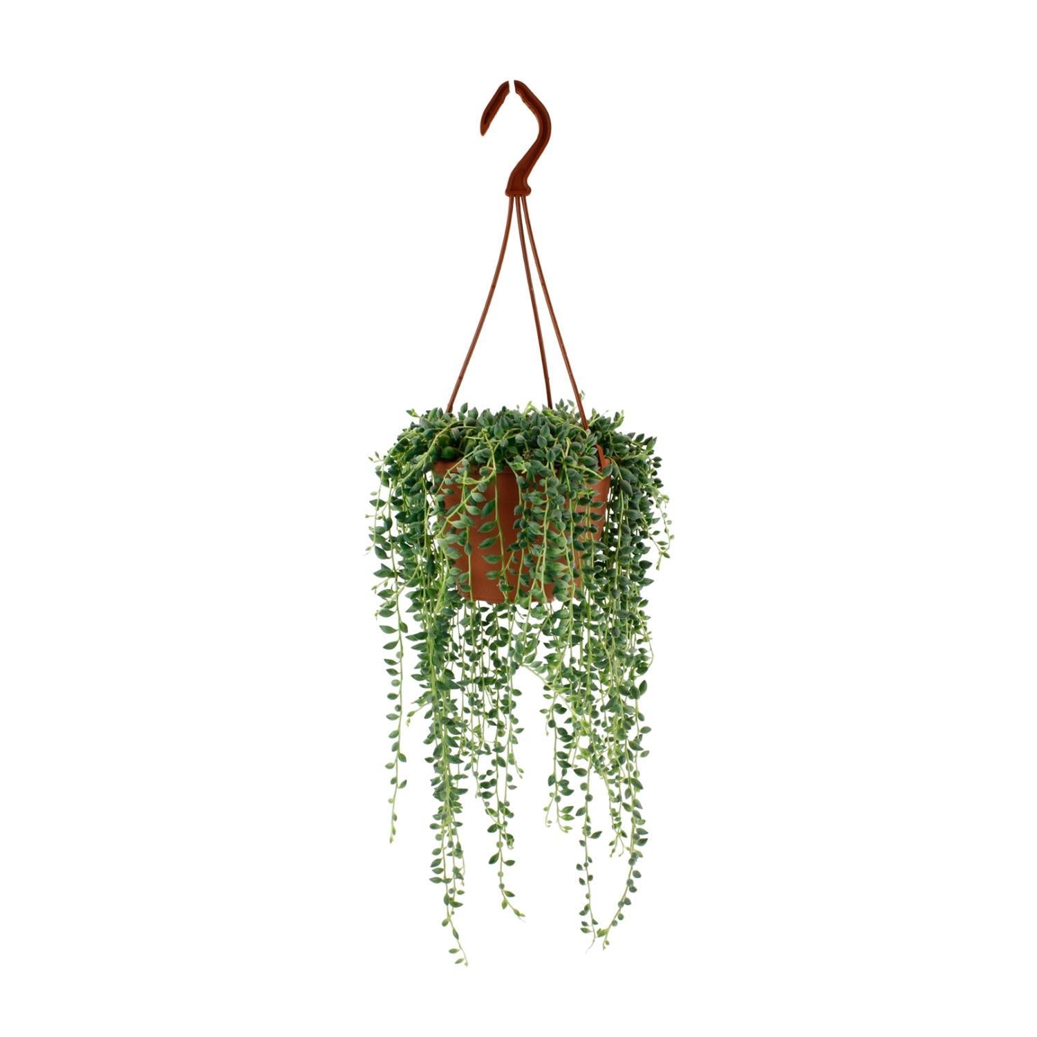 Erbsenpflanze - Senecio Herreianus - Ø12cm - ↕20cm