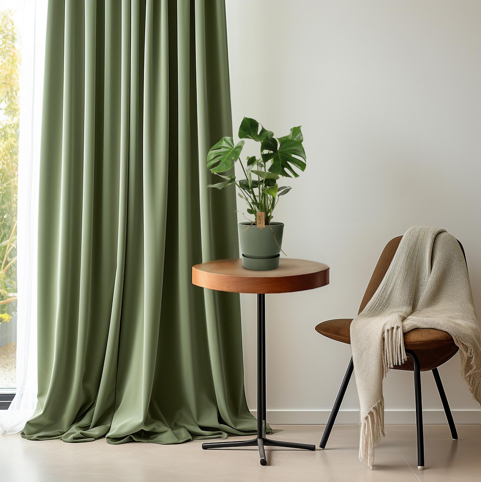 Fensterblatt - Monstera Deliciosa P21 - Ø21cm - ↕60cm