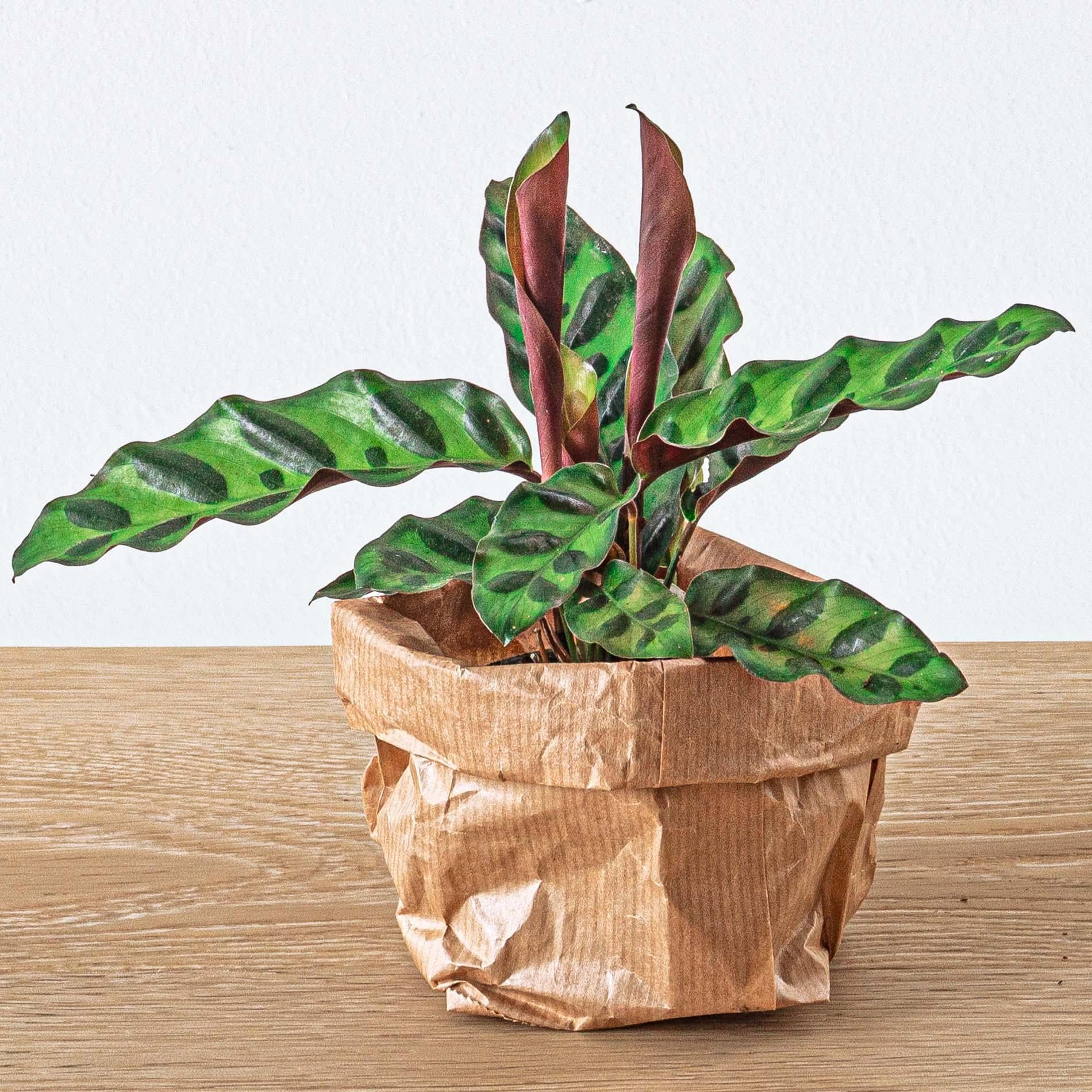 Plantenterrariumpakket Calathea Lancifolia - Navulling & starterspakket - DIY