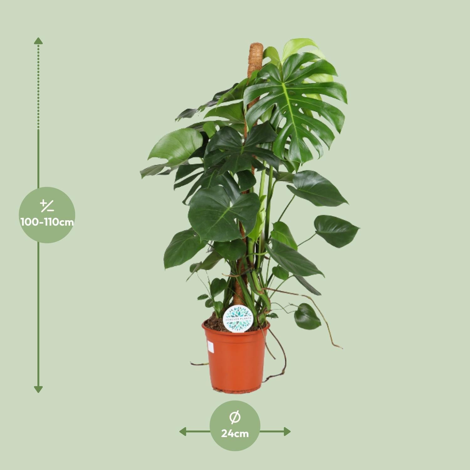 Fensterblatt - Monstera Deliciosa - Ø24cm - ↕105cm