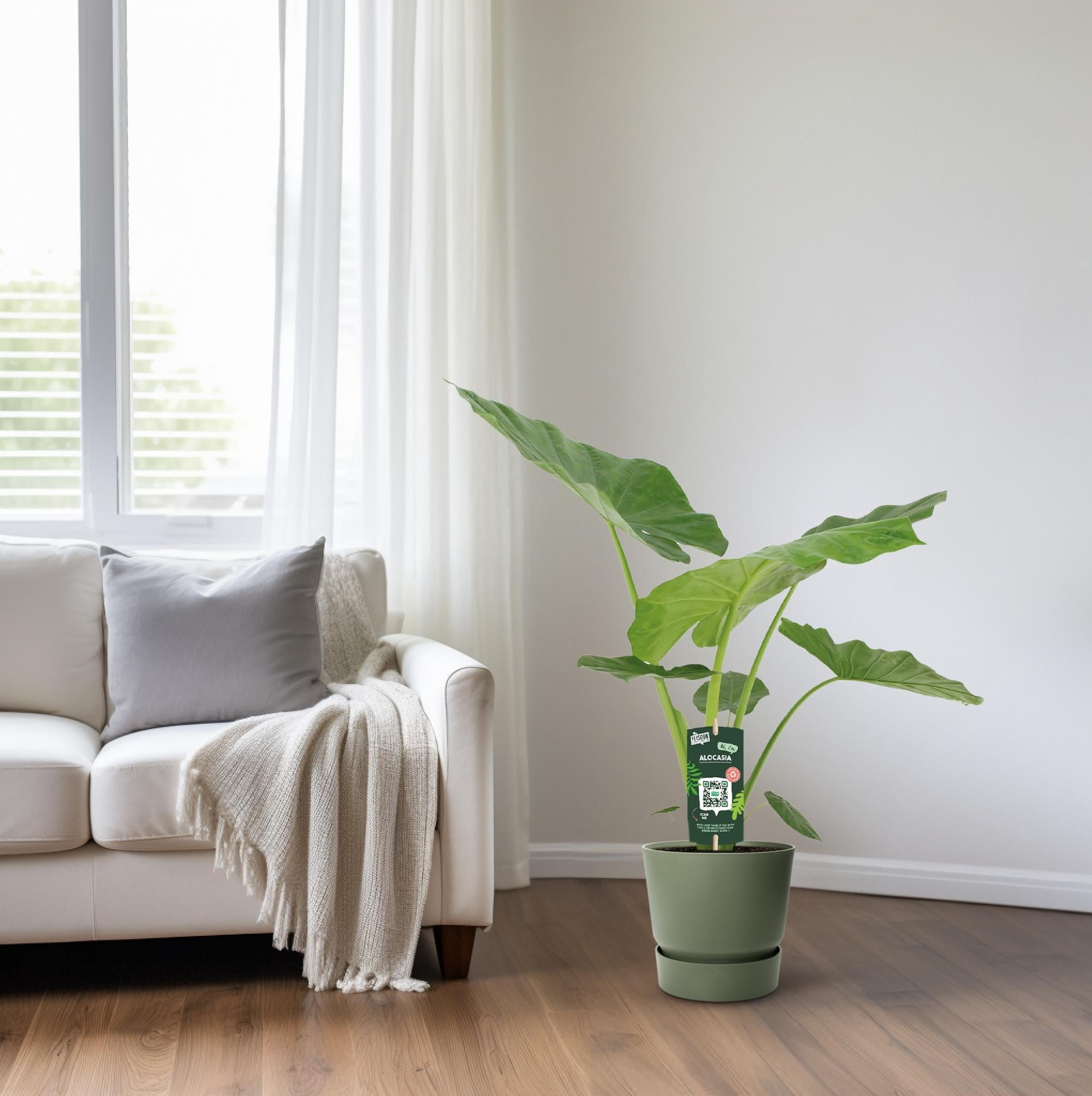 Riesenelefantenohr - Alocasia Macrorrhiza - Ø19cm - ↕70cm