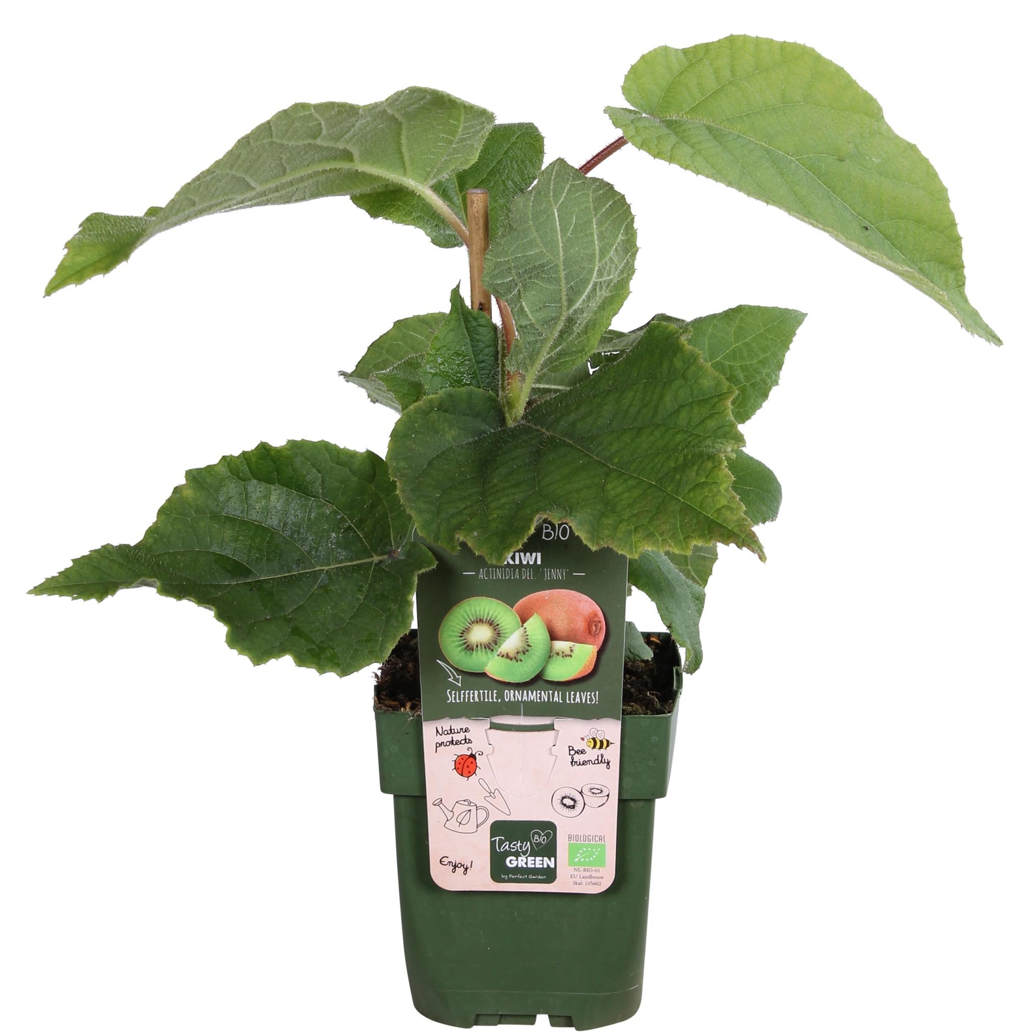 Kiwibeeren - Actinidia deliciosa 'Jenny' - ↨45cm - Ø13