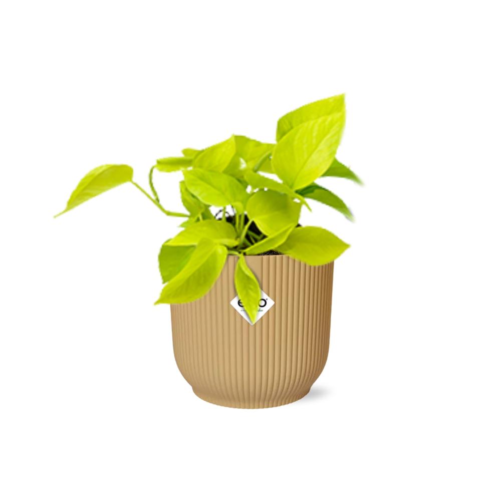 Efeutute - Epipremnum Pinnatum ‘Golden Pothos’ in ELHO Vibes Fold 14cm Topf gelb