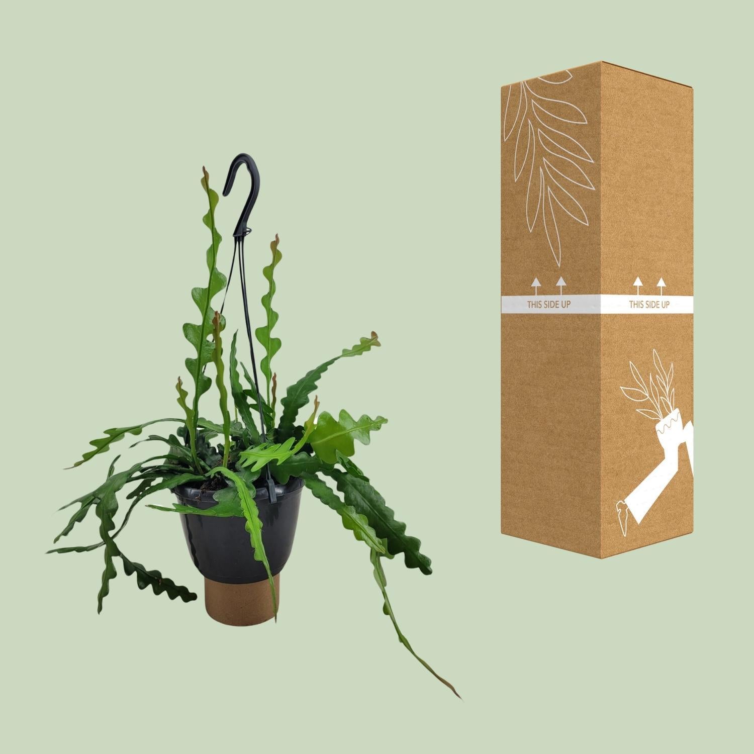 Fischgrätenkaktus - Cactus Epiphyllum Anguliger - Ø14cm - ↕35cm