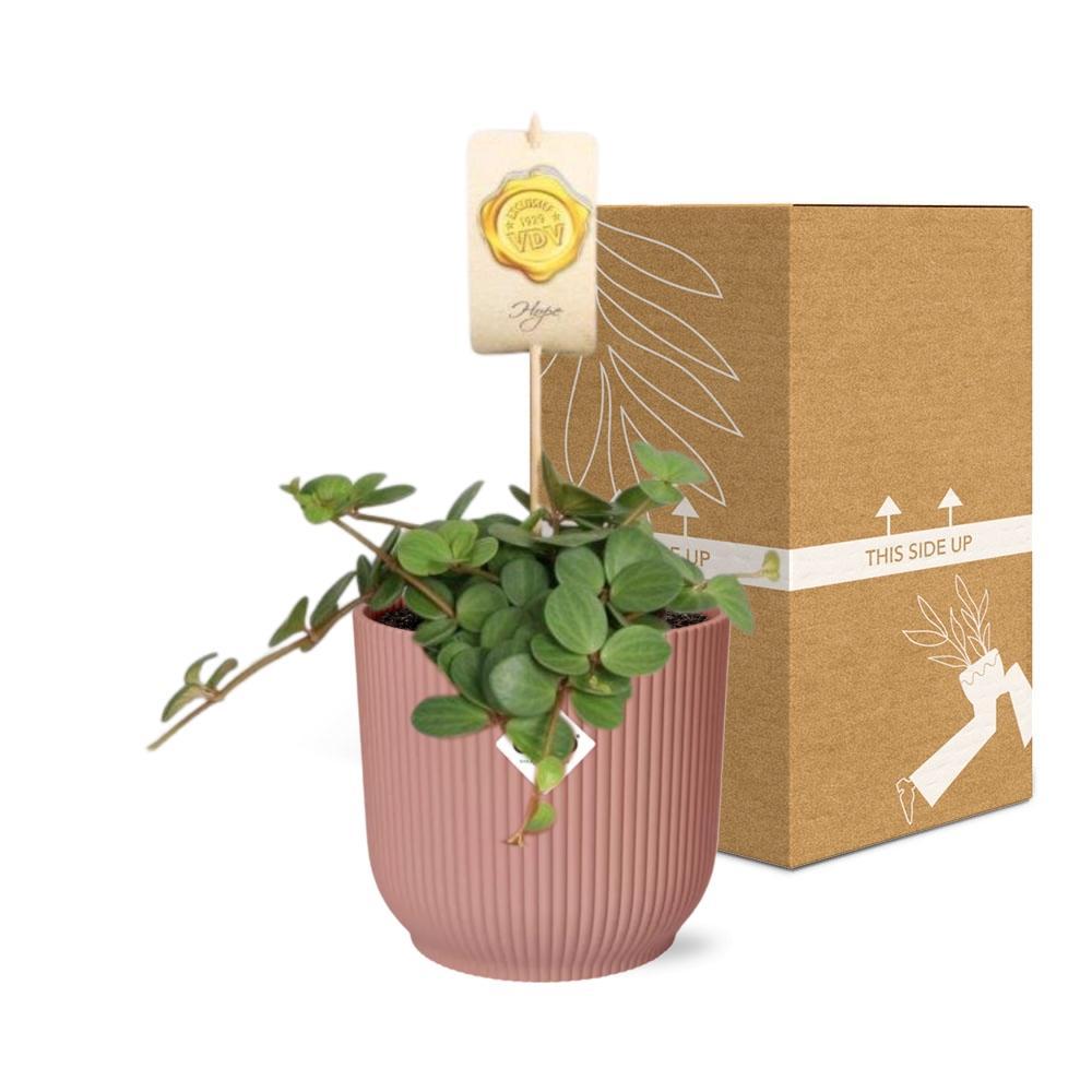 Zwergpfefferpflanze - Peperomia Hope in ELHO Vibes Fold 14cm Topf rosa