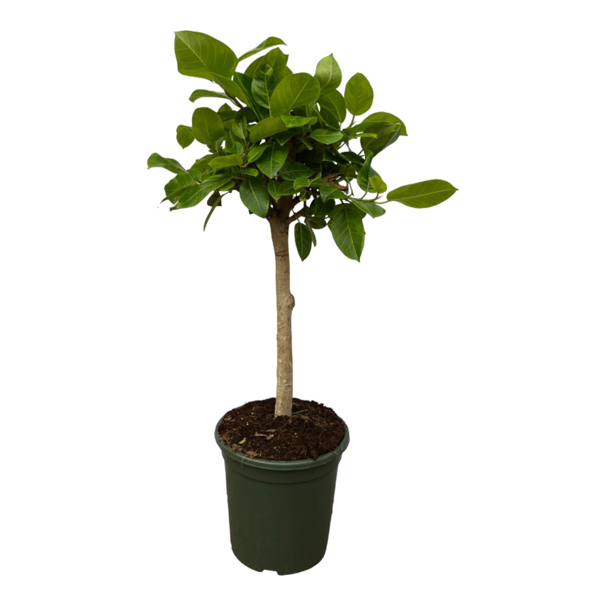 Gummibaum - Ficus Altissimo variegata - 120 cm - Ø33cm