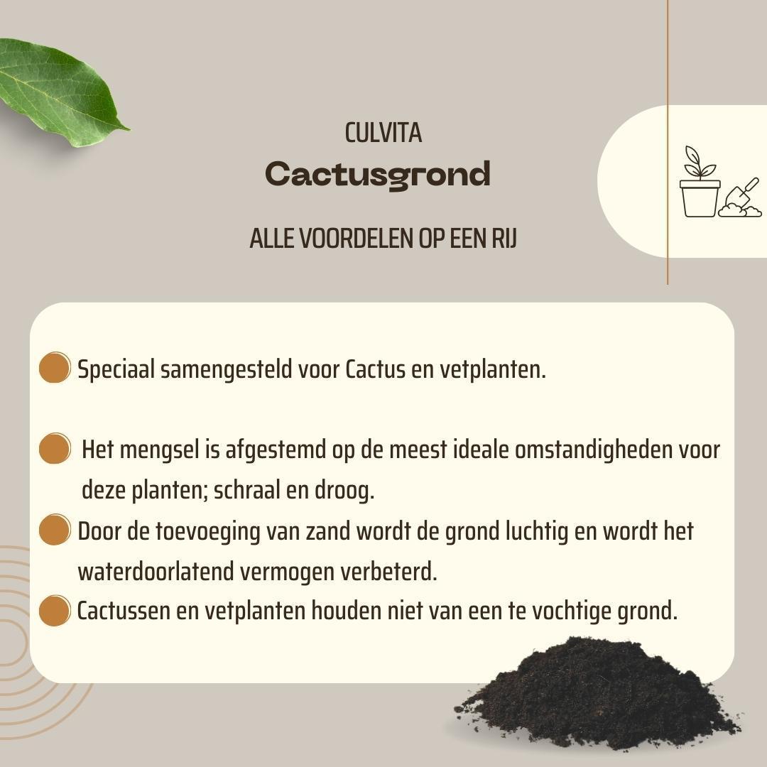 Blumenerde - Kakteen und Sukkelenten 5 Liter