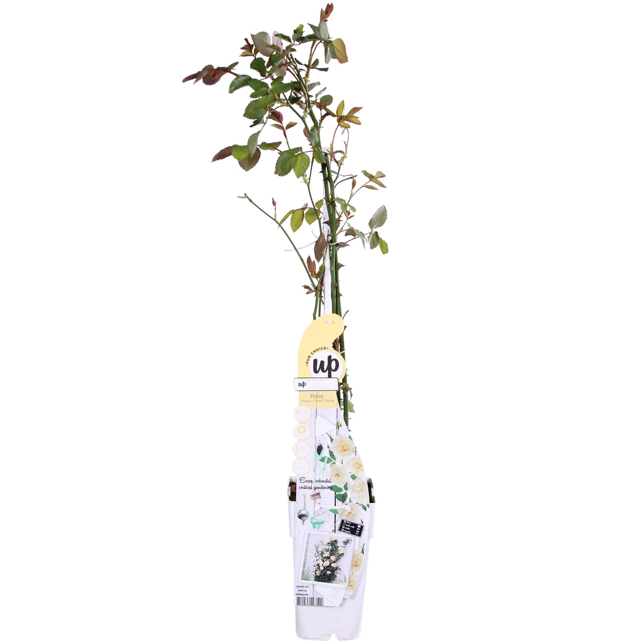 Rosen - Rose Crazy in love 'Vanilla' - Ø15cm - ↕65cm Cremeweiße Rose Kletterrose