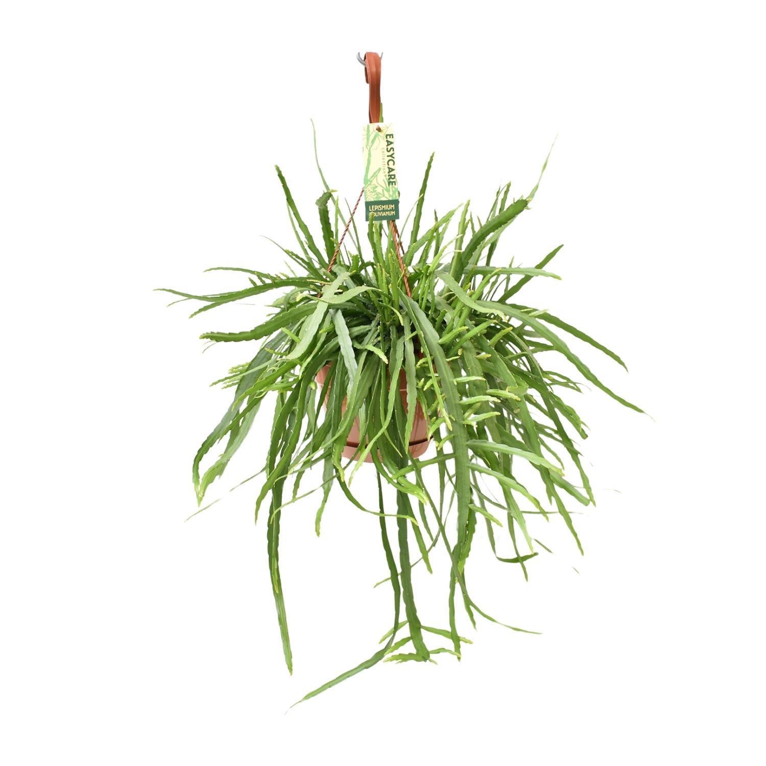 Blattkaktus - Lepismium Bolivianum - Ø17 ↕55