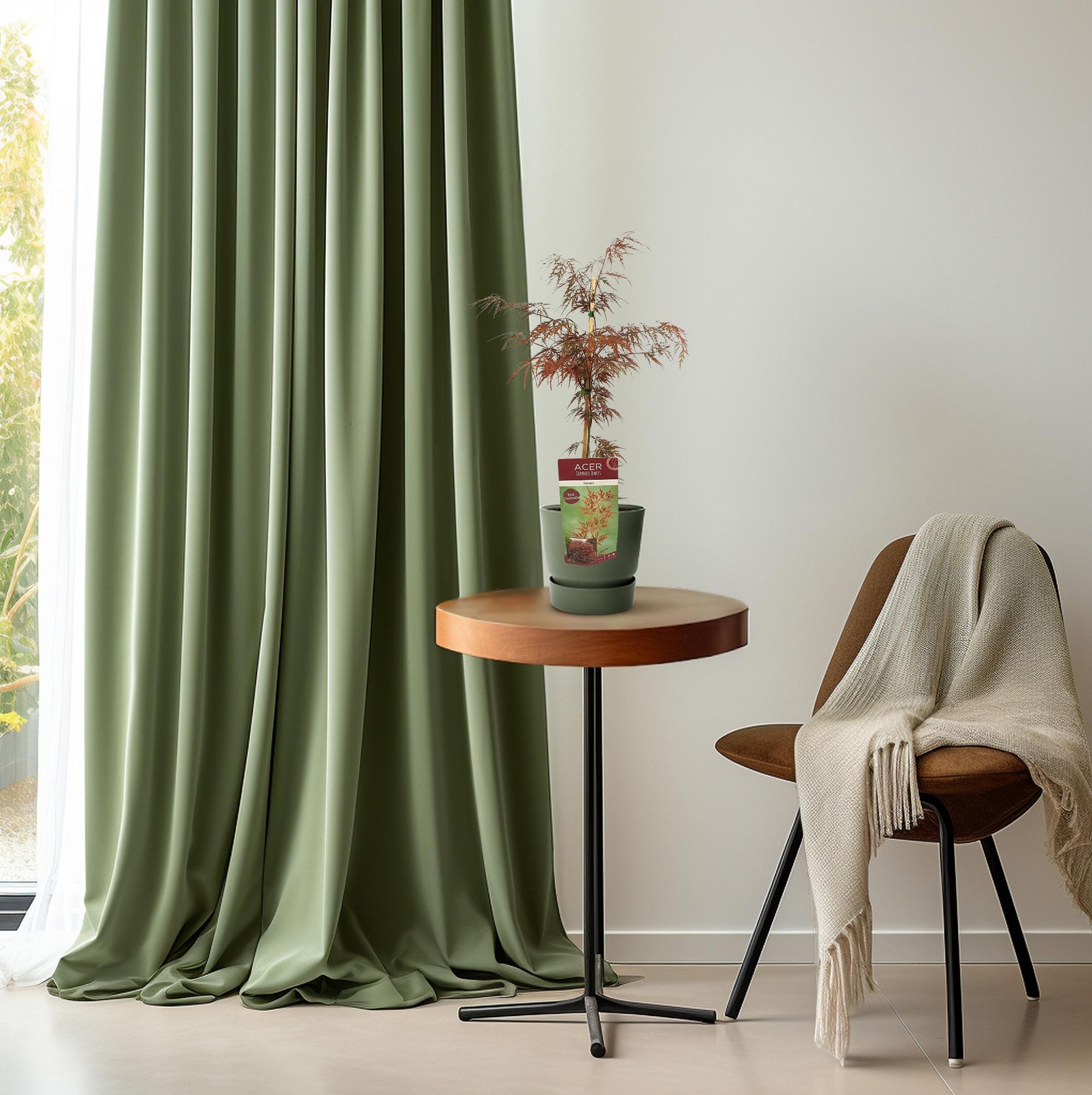 Japanischer Fächerahorn - Acer palmatum 'Garnet' - ↨40cm - Ø19cm