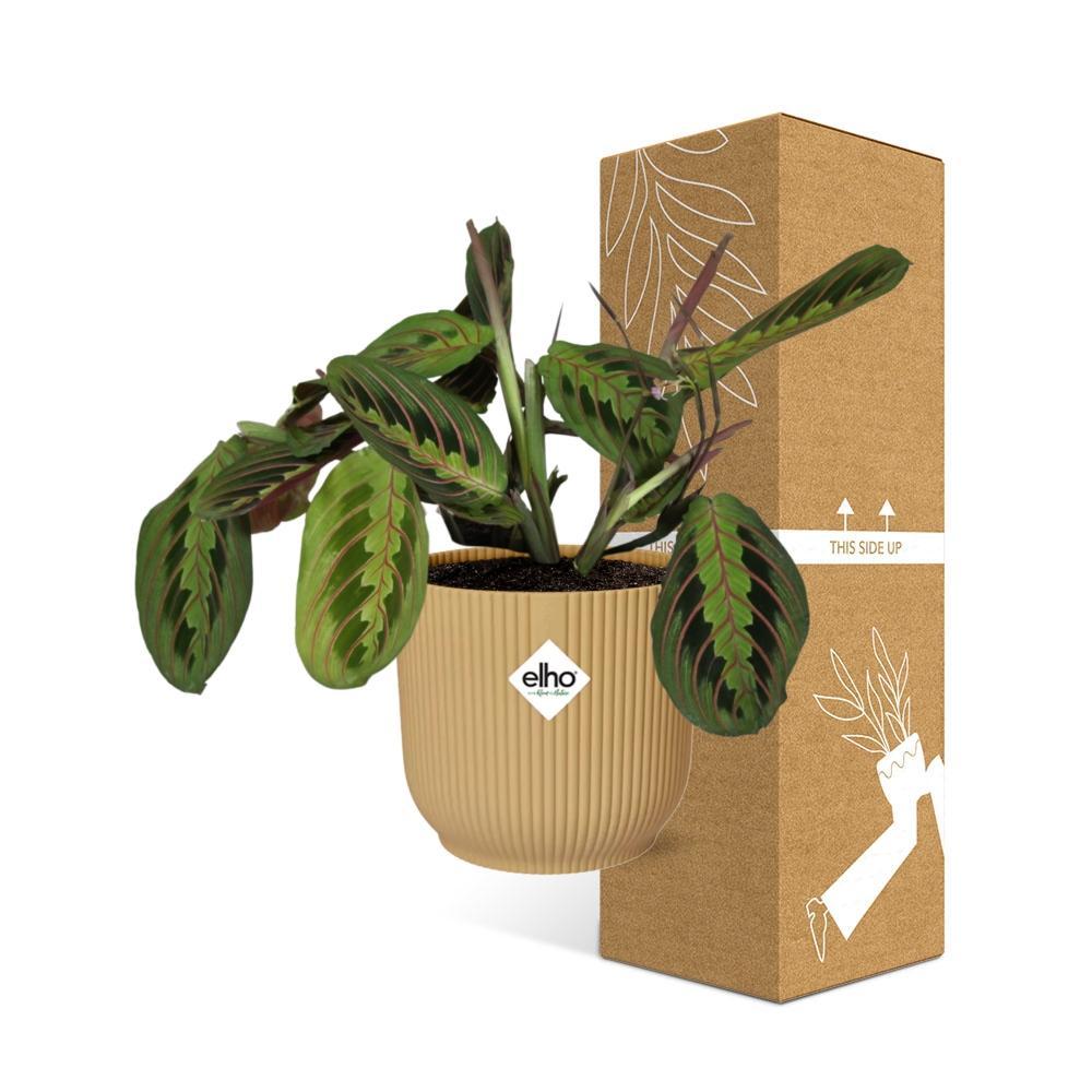 Gebetspflanze - Maranta Leuconeura ‘Fascinator’ Tricolor in ELHO Vibes Fold 14cm Topf gelb