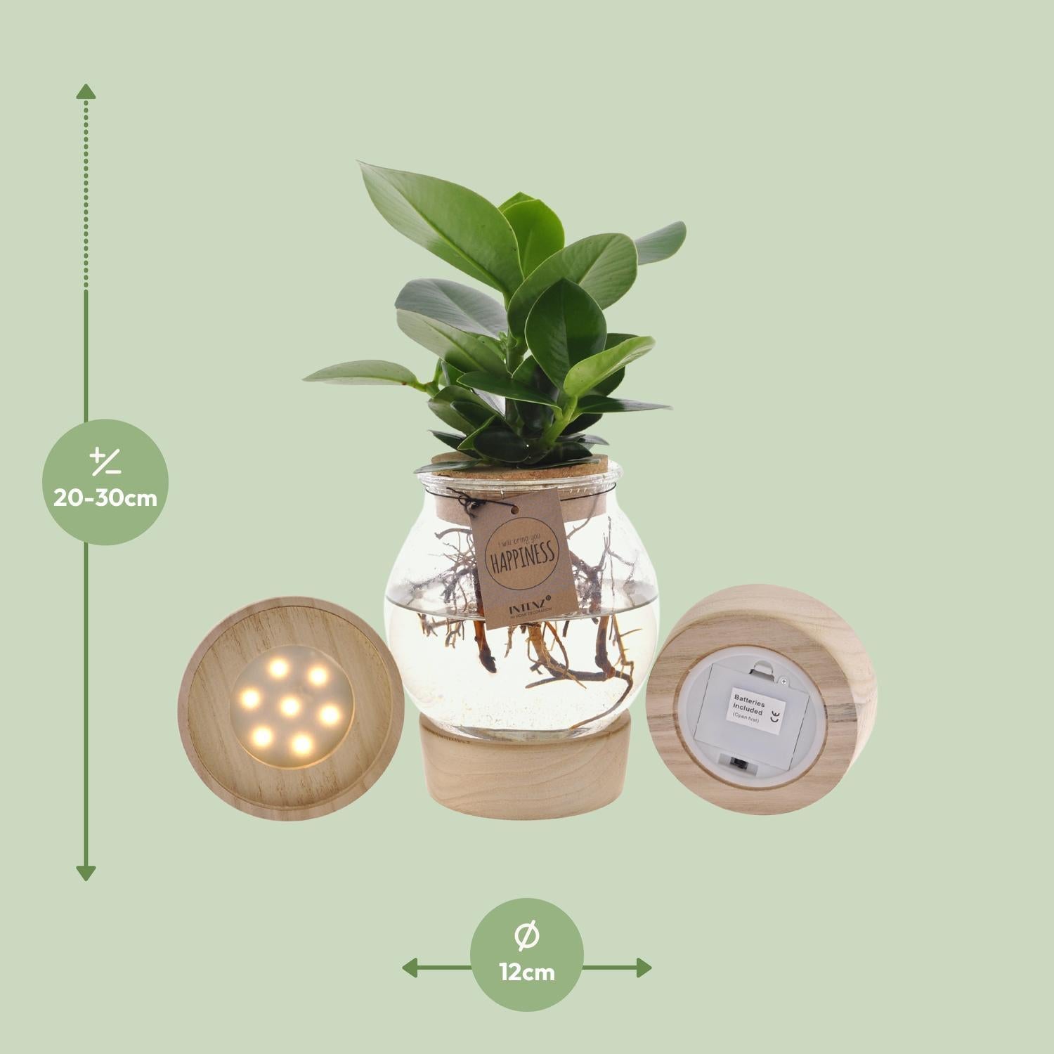 Balsamapfelpflanze - Clusia In Bolglas + LED - Ø12cm - ↕30cm