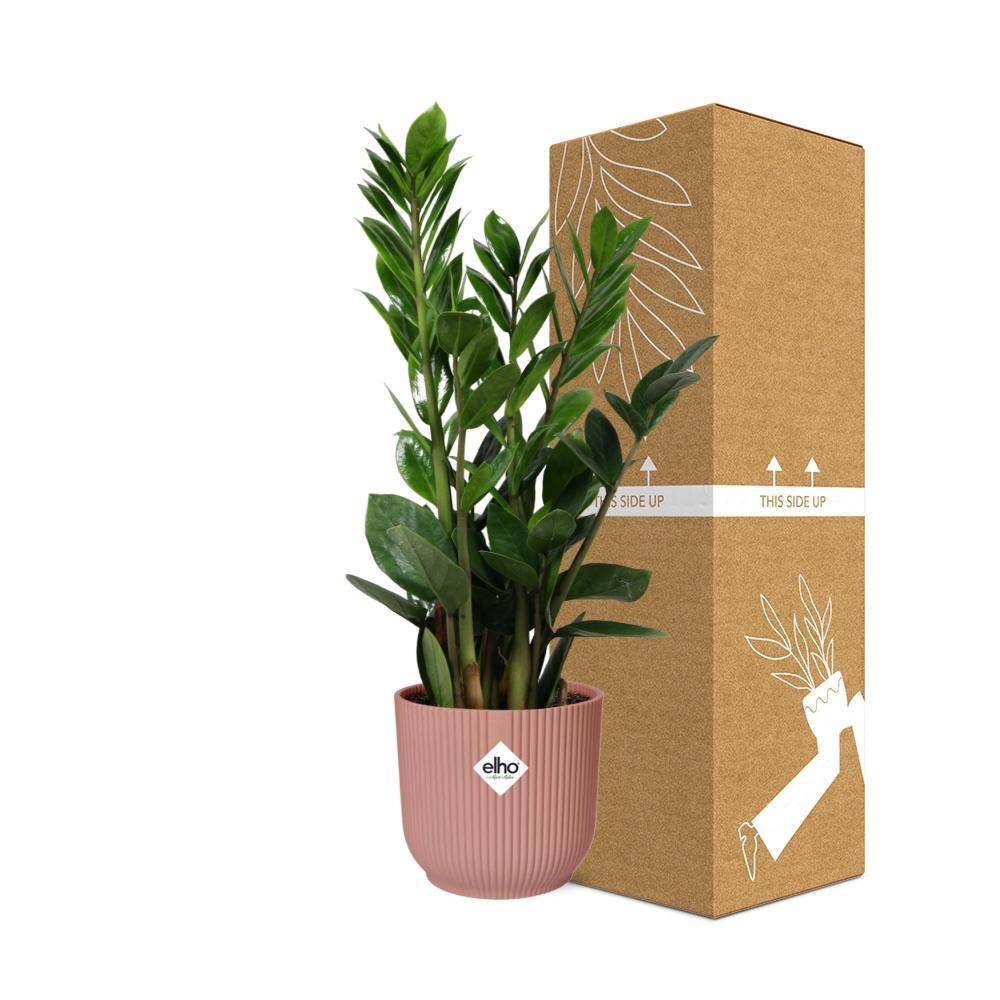 Glücksfeder - Zamioculcas – Höhe45-50 in ELHO Vibes Fold Topf rosa 14cm
