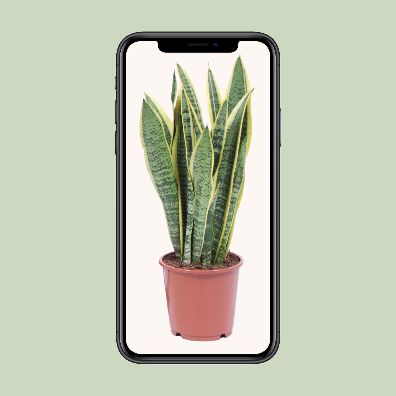 Bogenhanf - Sansevieria Trifasciata Laurentii Ø14cm - ↕40cm