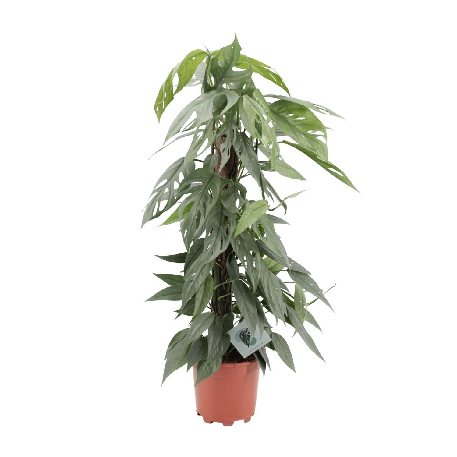 Efeutute - Epipremnum Pinnatum Cebu Blue - Ø17cm