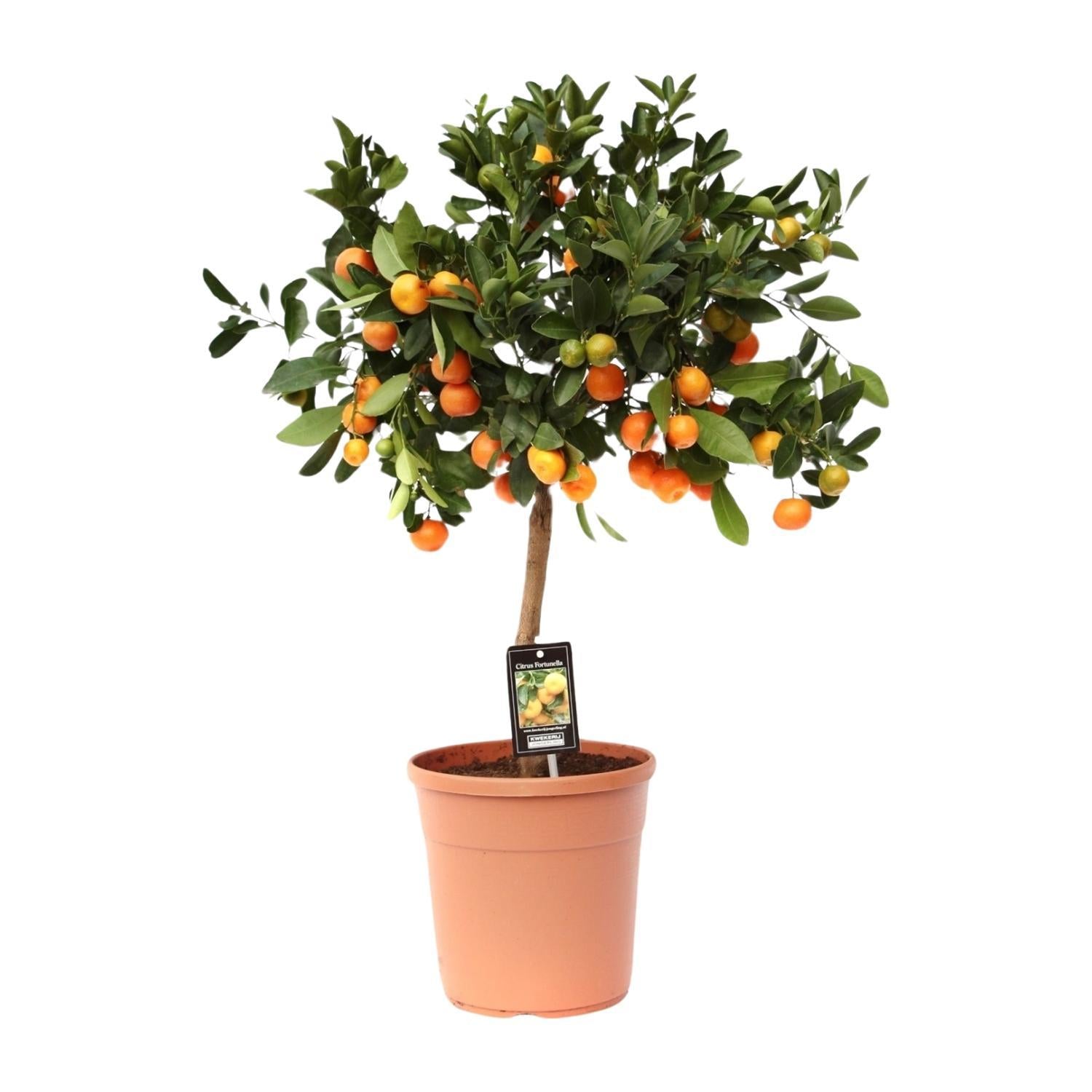 Orangenbaum Mini - Citrus Calamondin Orange - Ø22cm - ↕80cm