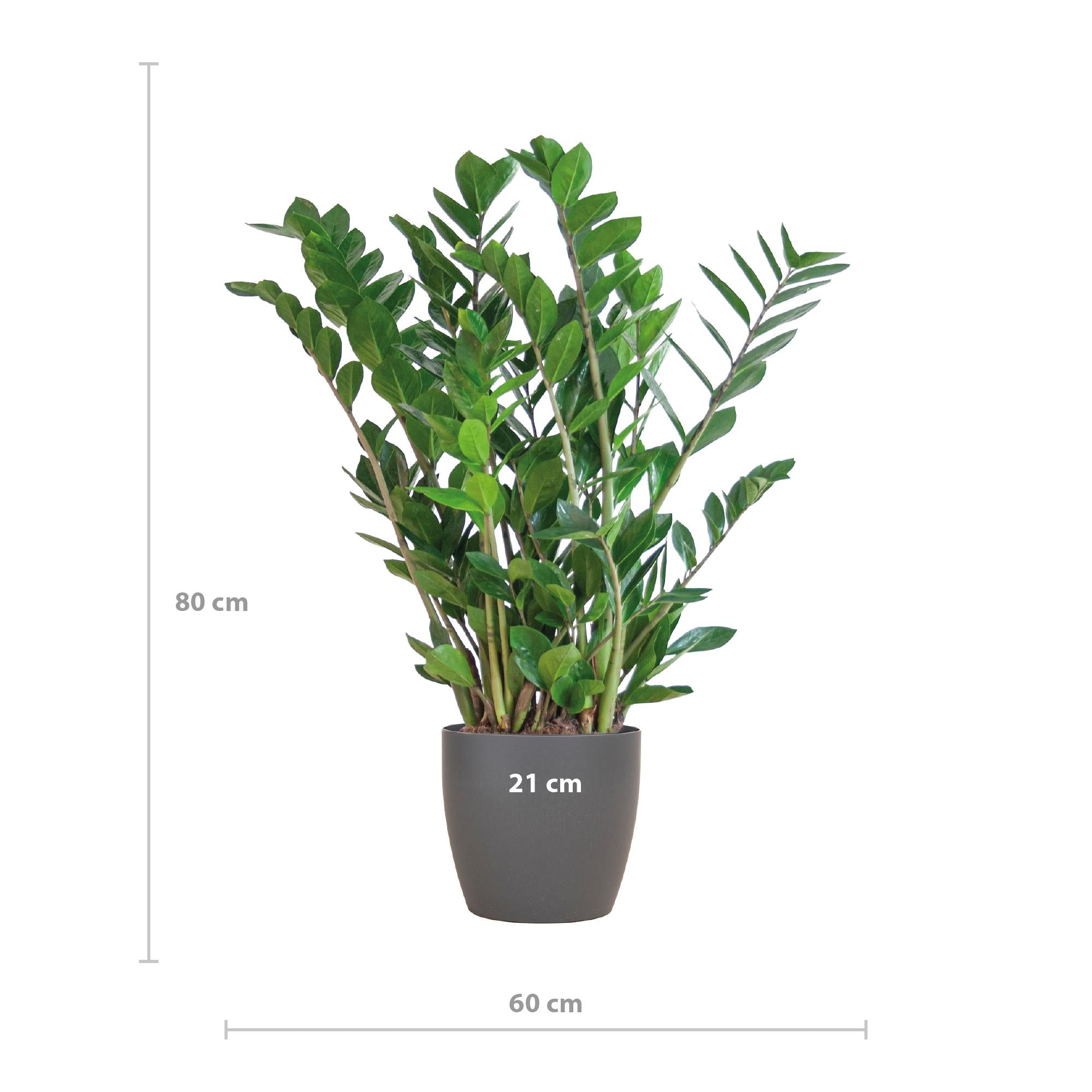 Glücksfeder - Zamioculcas Zamiifolia mit Topf Viber Grau - 80cm - Ø21