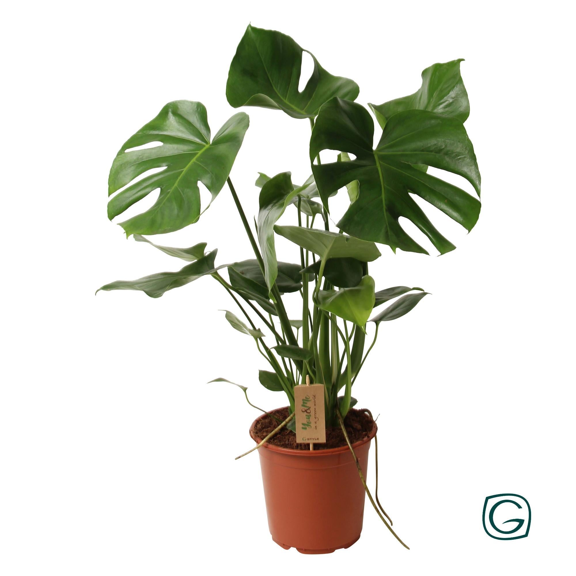 Fensterblatt - Monstera Deliciosa P21 - 21cm - 60cm
