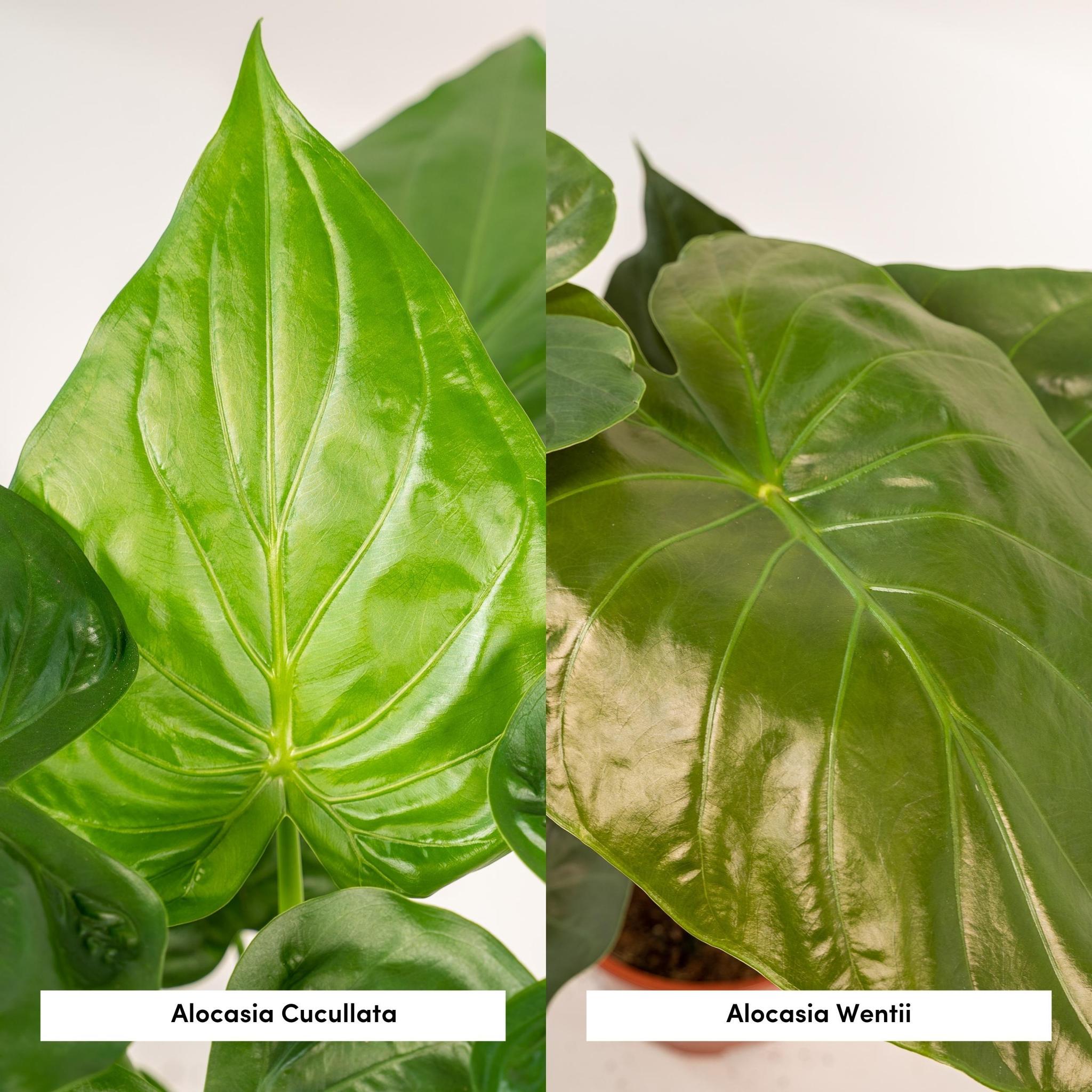 Elefantenohr Mix - Alocasia Cucullata - Ø19cm - ↕60cm & Alocasia Wentii - Ø19cm - ↕60cm + Korb Selin