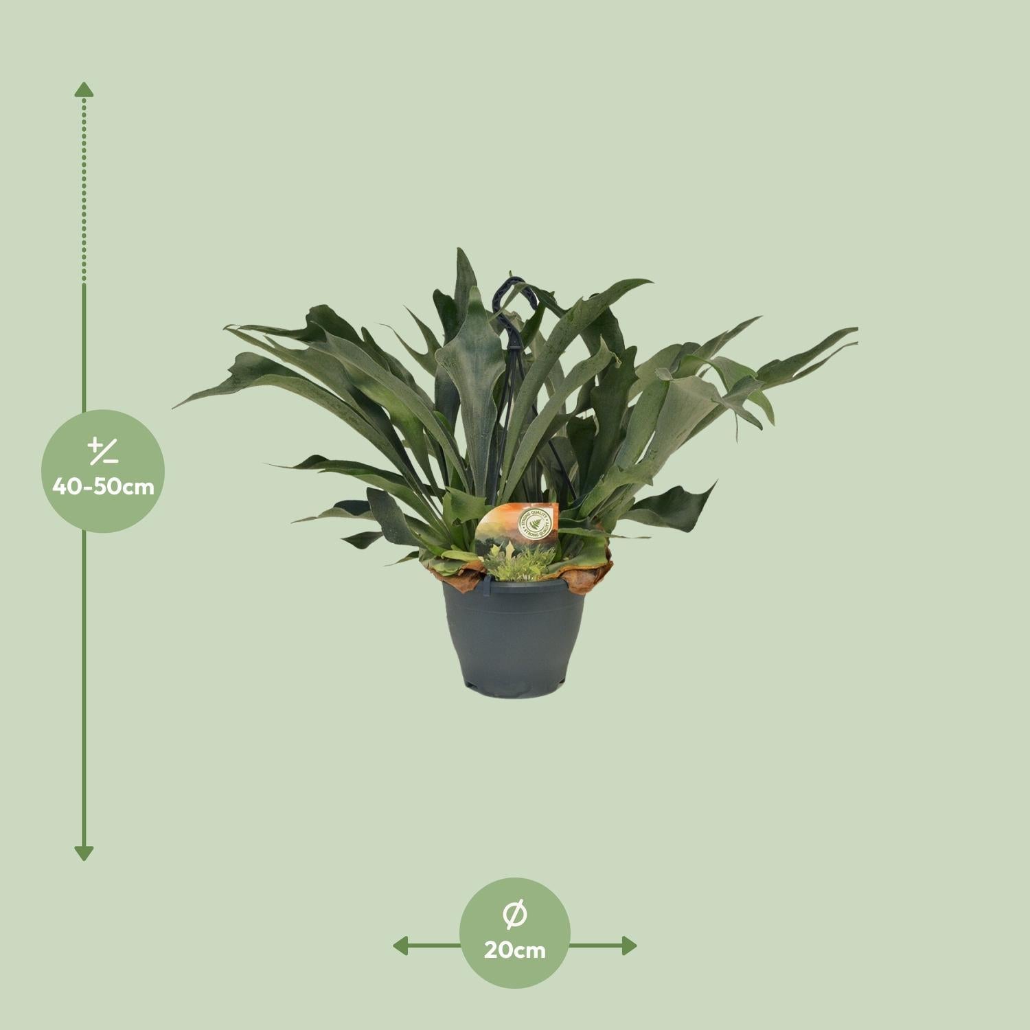 Geweihfarn - Platycerium Bifurcatum - Ø21 ↕50