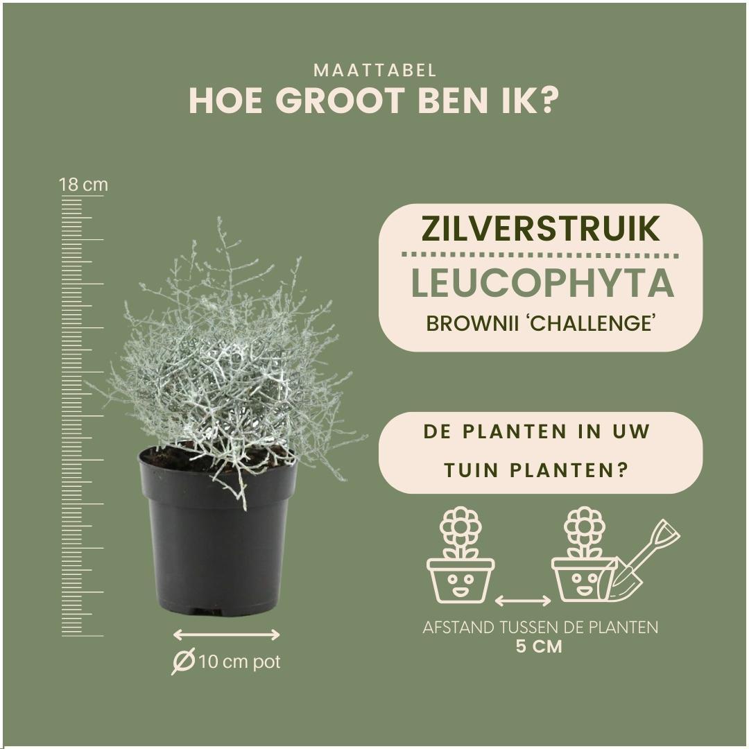 Stacheldrahtpflanze - Calocephalus' - 10 cm Ø - 15 cm ↕ 6 Stück