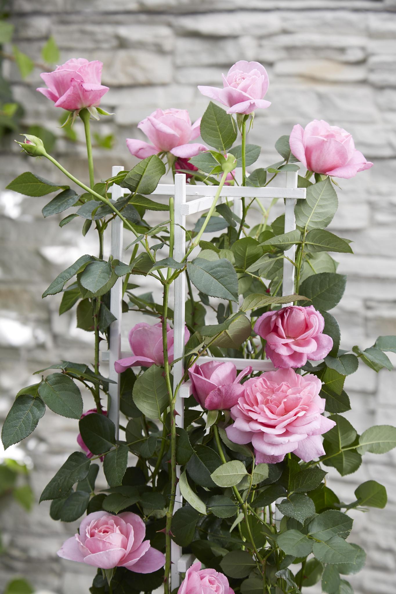 Rosen - Rose Crazy in love 'Pink' - Ø15cm - ↕65cm Rosa Rose Kletterrose
