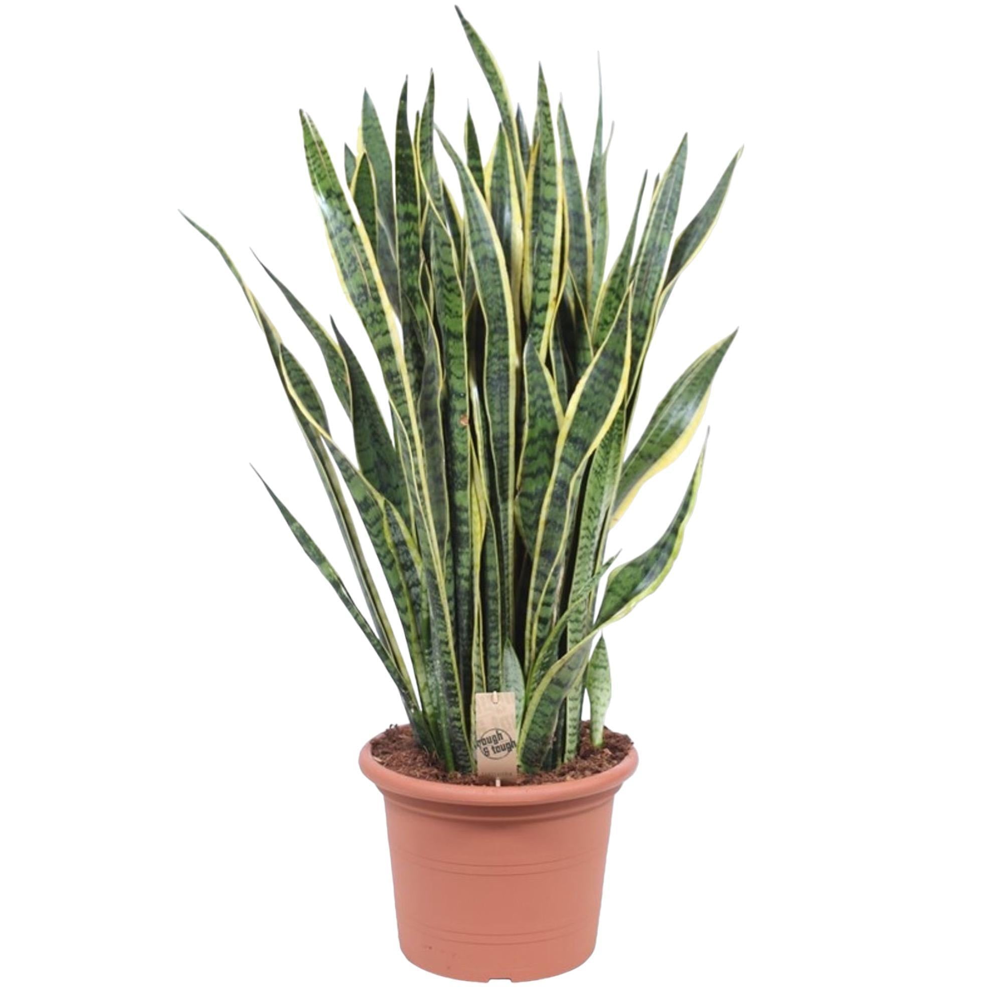 Bogenhanf - Sansevieria Laurentii - 100 cm - ø35