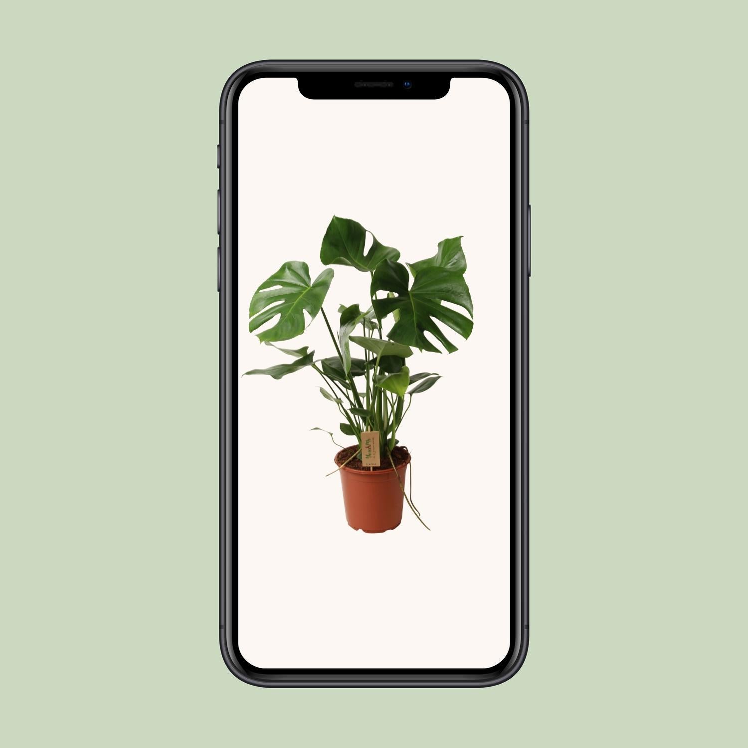 Fensterblatt - Monstera Deliciosa P21 - Ø21cm - ↕60cm