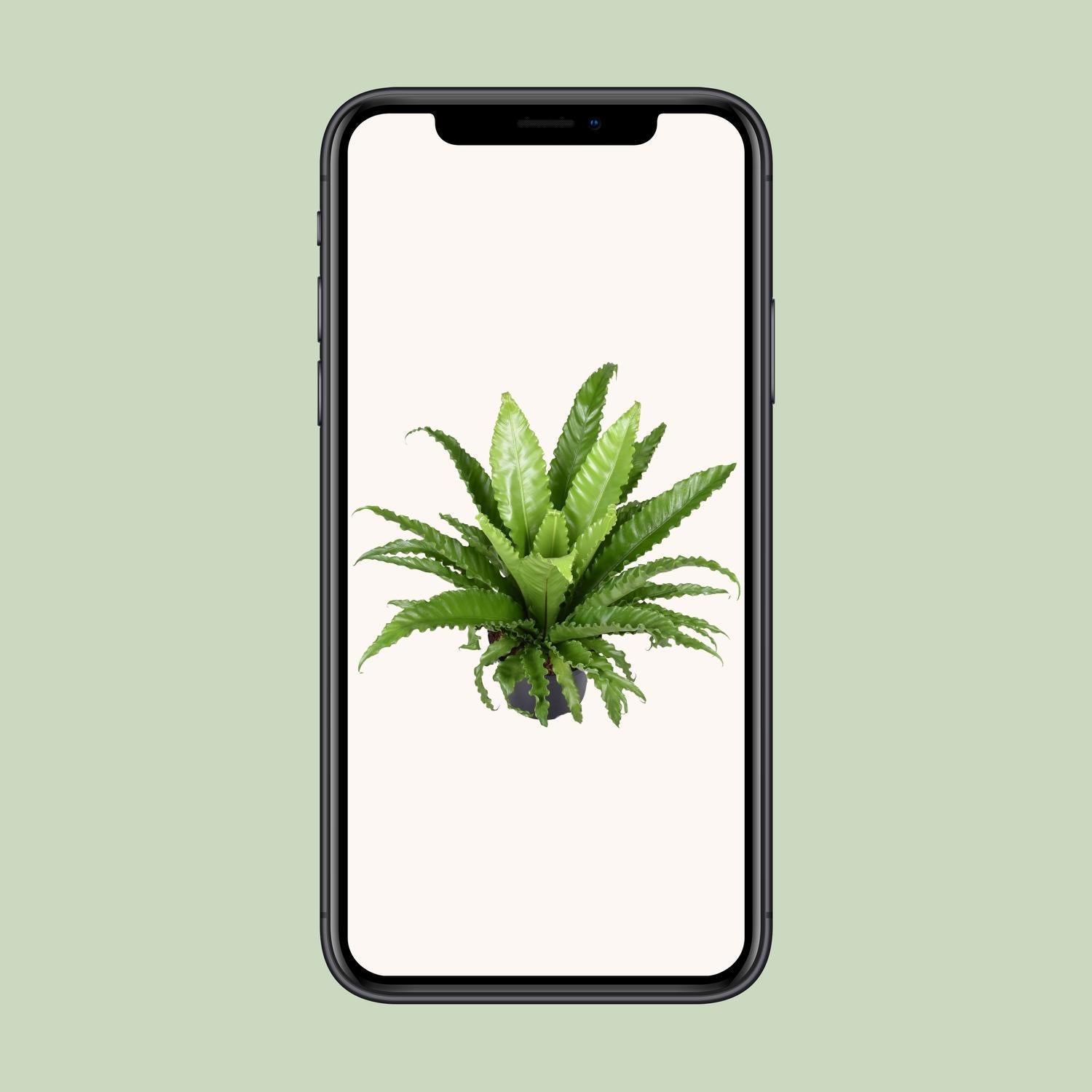 Japanischer Vogelnestfarn - Asplenium Antiquum Osaka - Ø23cm - ↕60cm