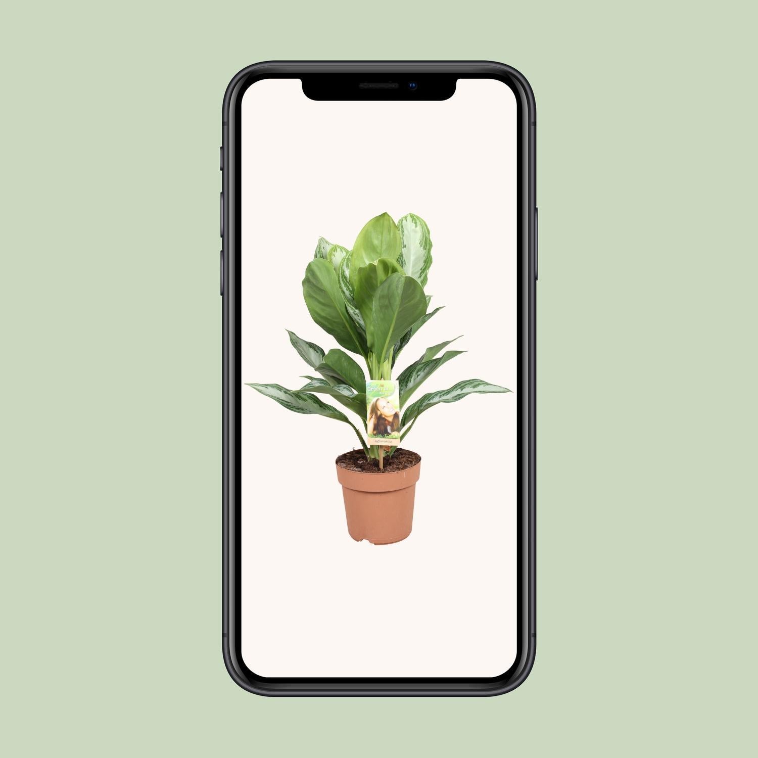 Chinesischer Immergrün - Aglaonema Silver Bay Ø17cm - ↕55cm