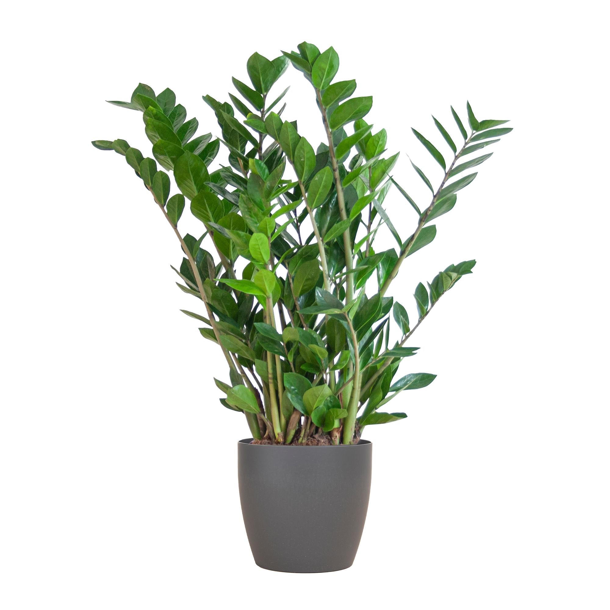 Glücksfeder - Zamioculcas Zamiifolia mit Topf Viber Grau - 80cm - Ø21