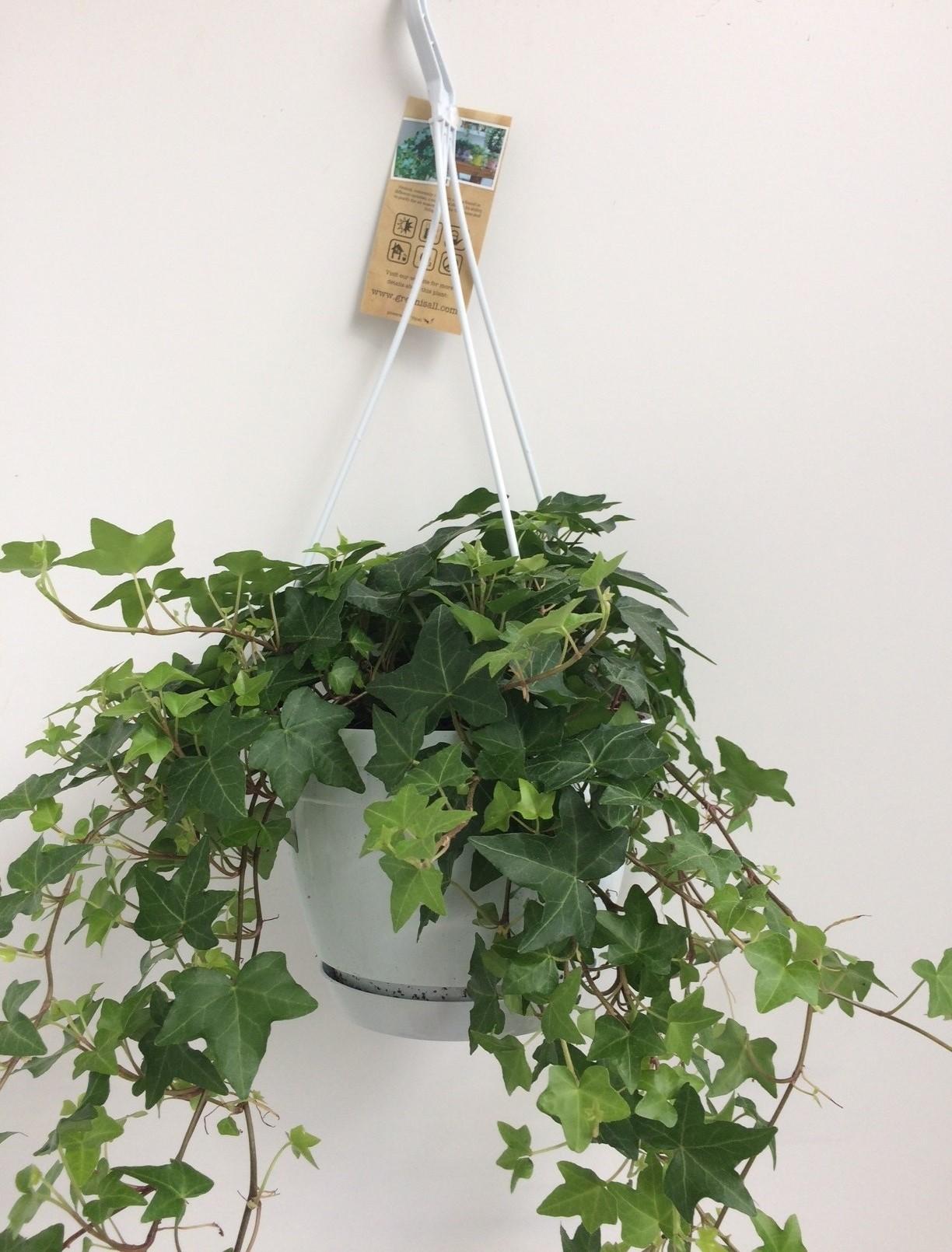 Gemeiner Efeu - Hedera Helix - Hängeampel mit weißen Topf Basic
